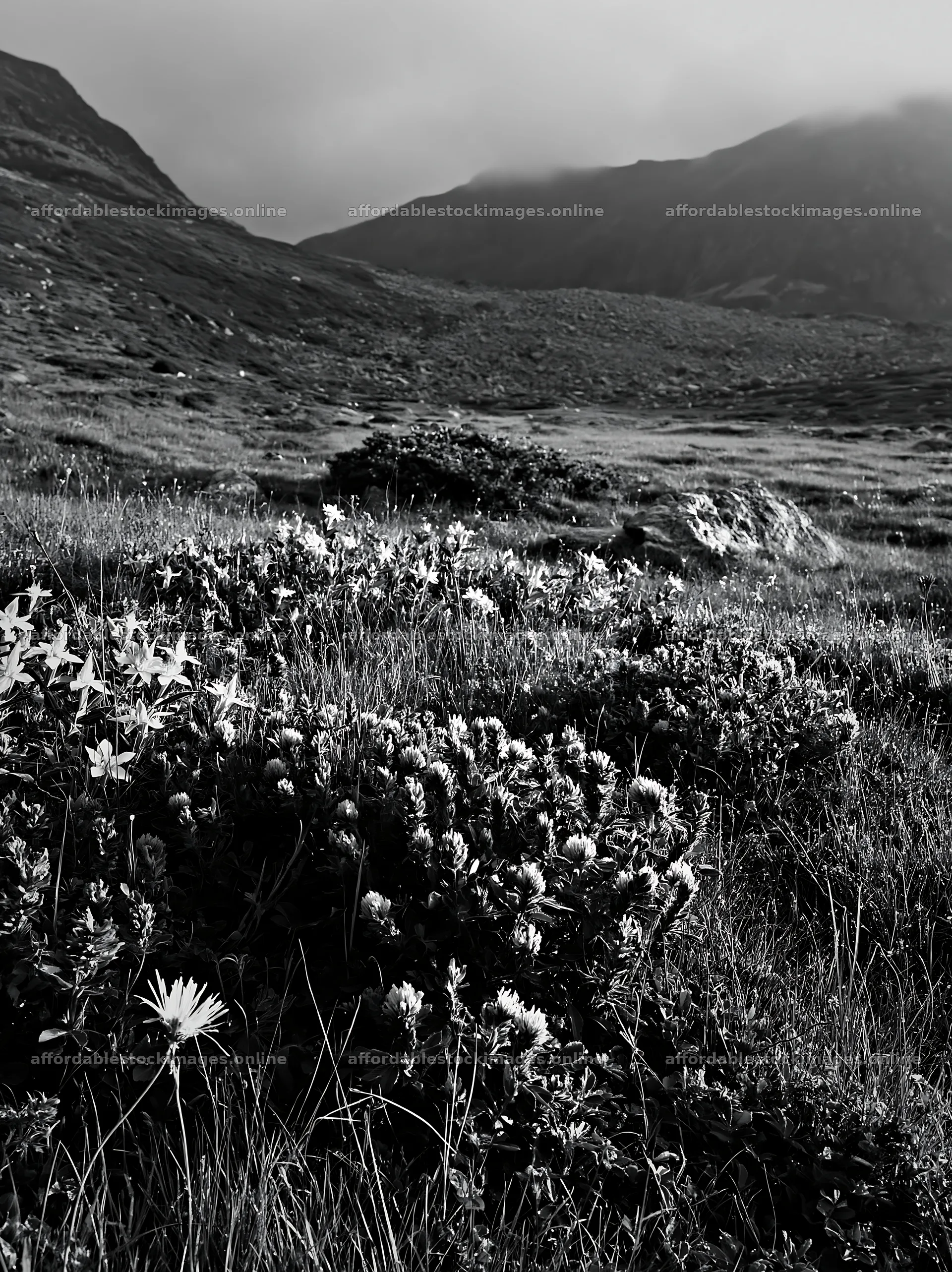Clover speedwell meadow with mountains in the background – stock images 6866x9174