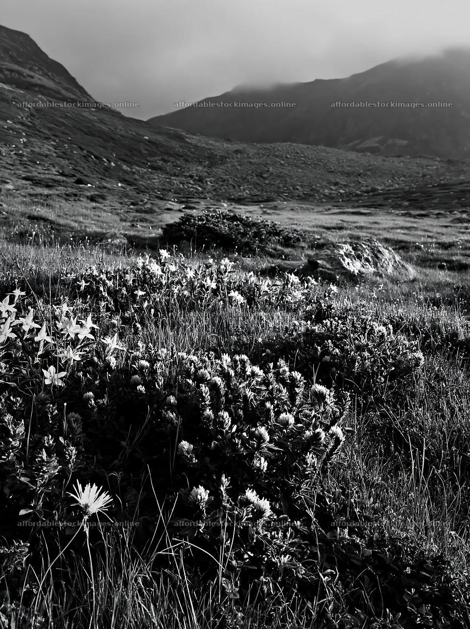 Clover speedwell meadow with mountains in the background – stock images 6866x9174