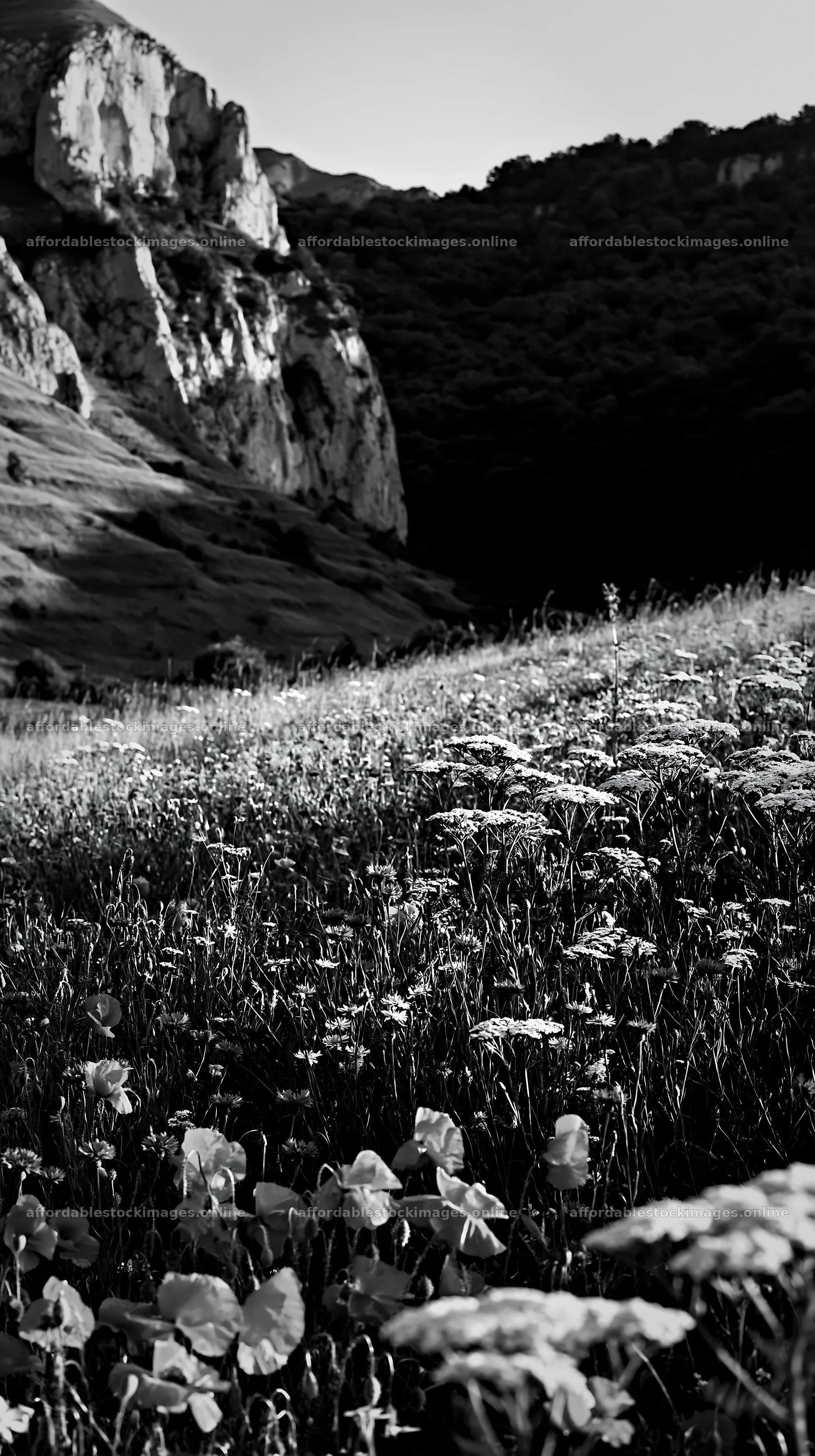 Summer hay meadows in Transylvania with flowers near cliffs – stock images 5938x10608