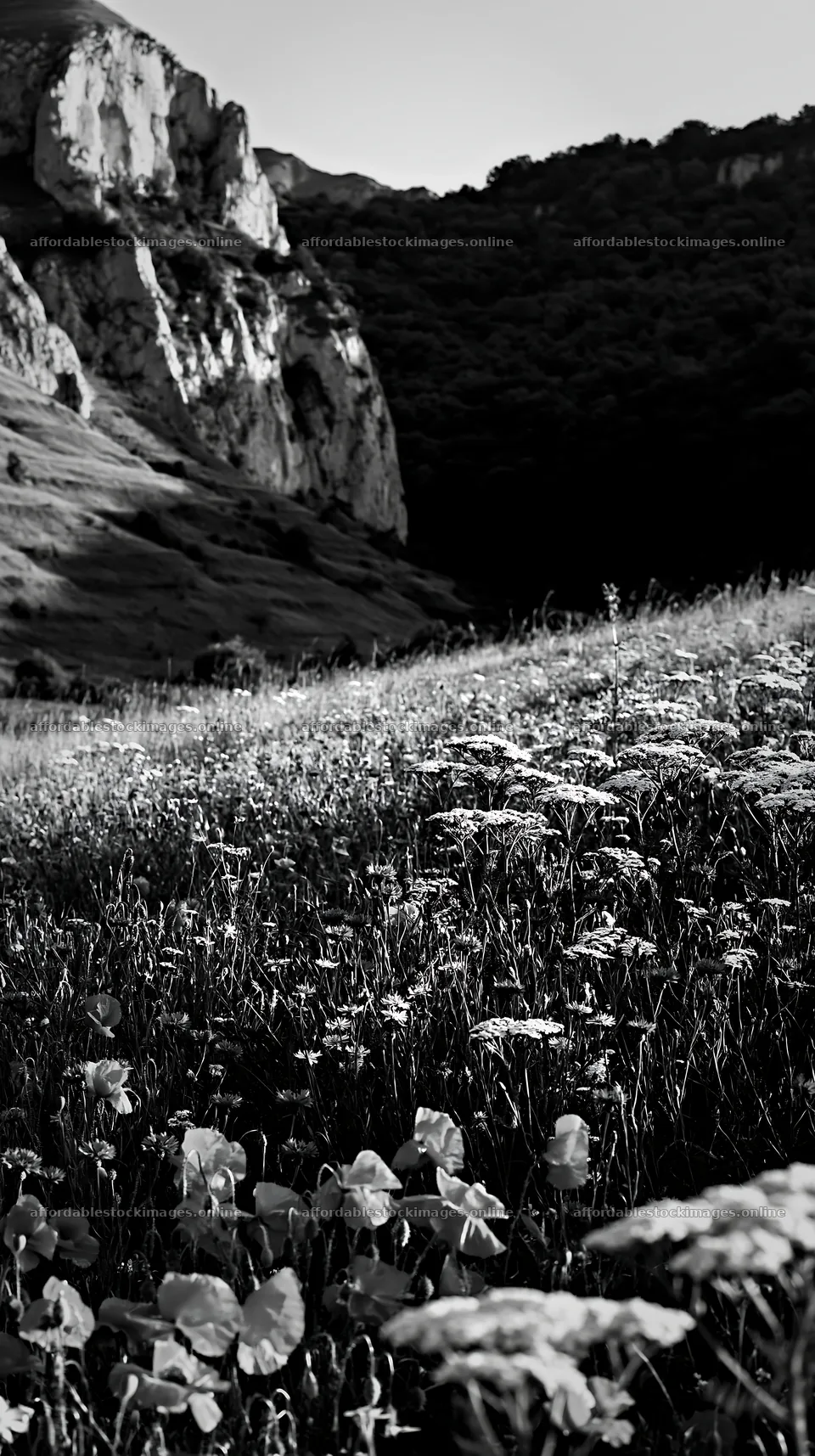 Summer hay meadows in Transylvania with flowers near cliffs – stock images 5938x10608