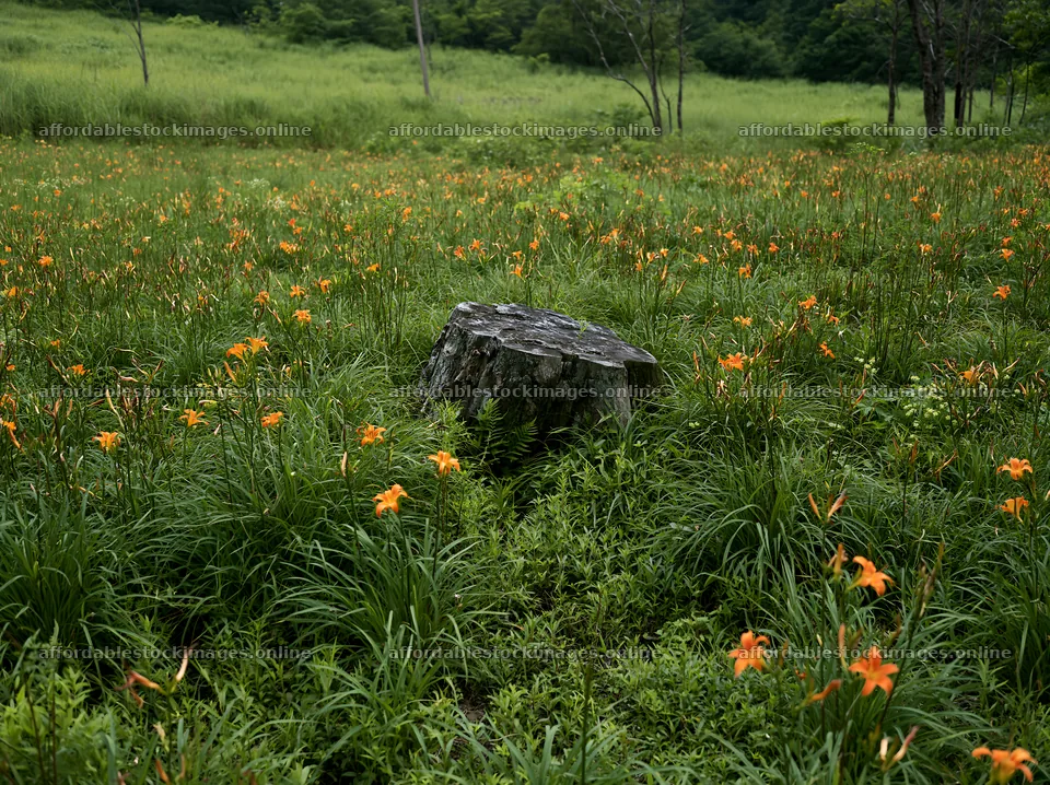 Fukushima native meadow with weathered stump and orange flowers – stock images 9174x6866