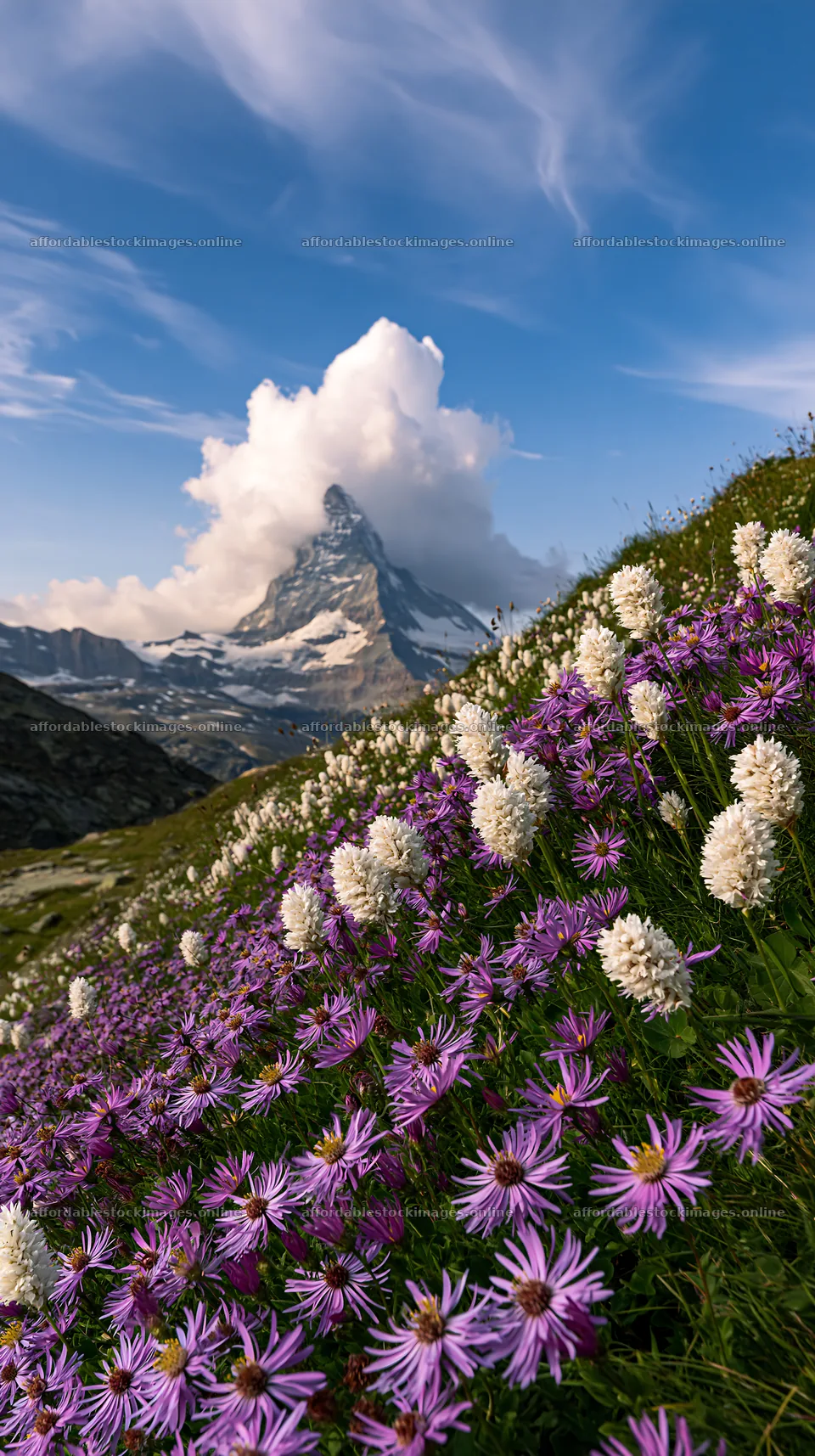 Matterhorn mountain with alpine wildflower meadow in summer – stock images 5938x10608