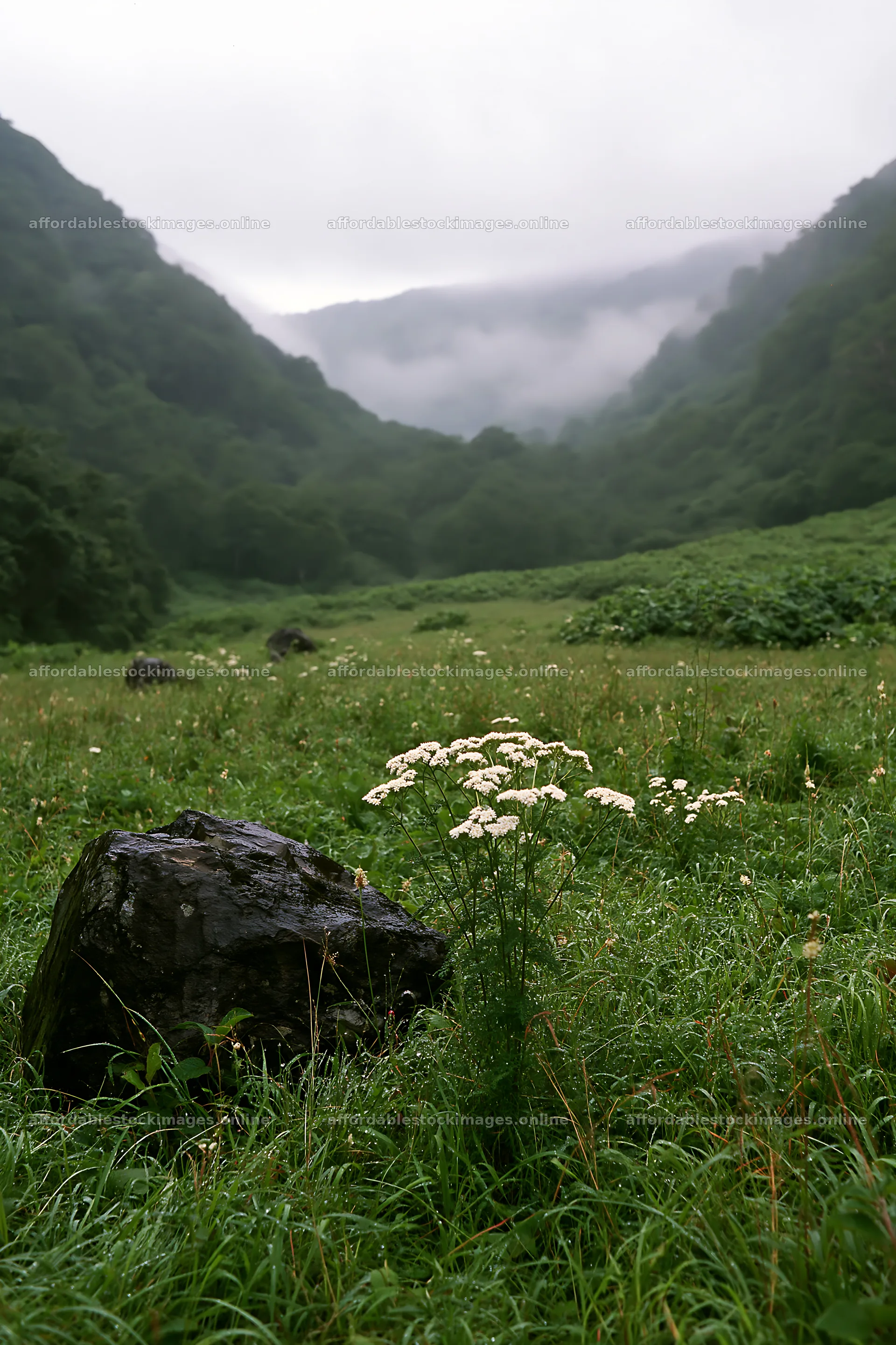 Aomori climate resilient meadow with boulder in a green valley – stock images 6480x9722