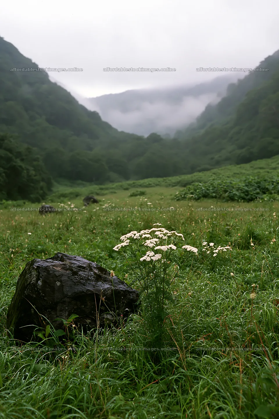 Aomori climate resilient meadow with boulder in a green valley – stock images 6480x9722