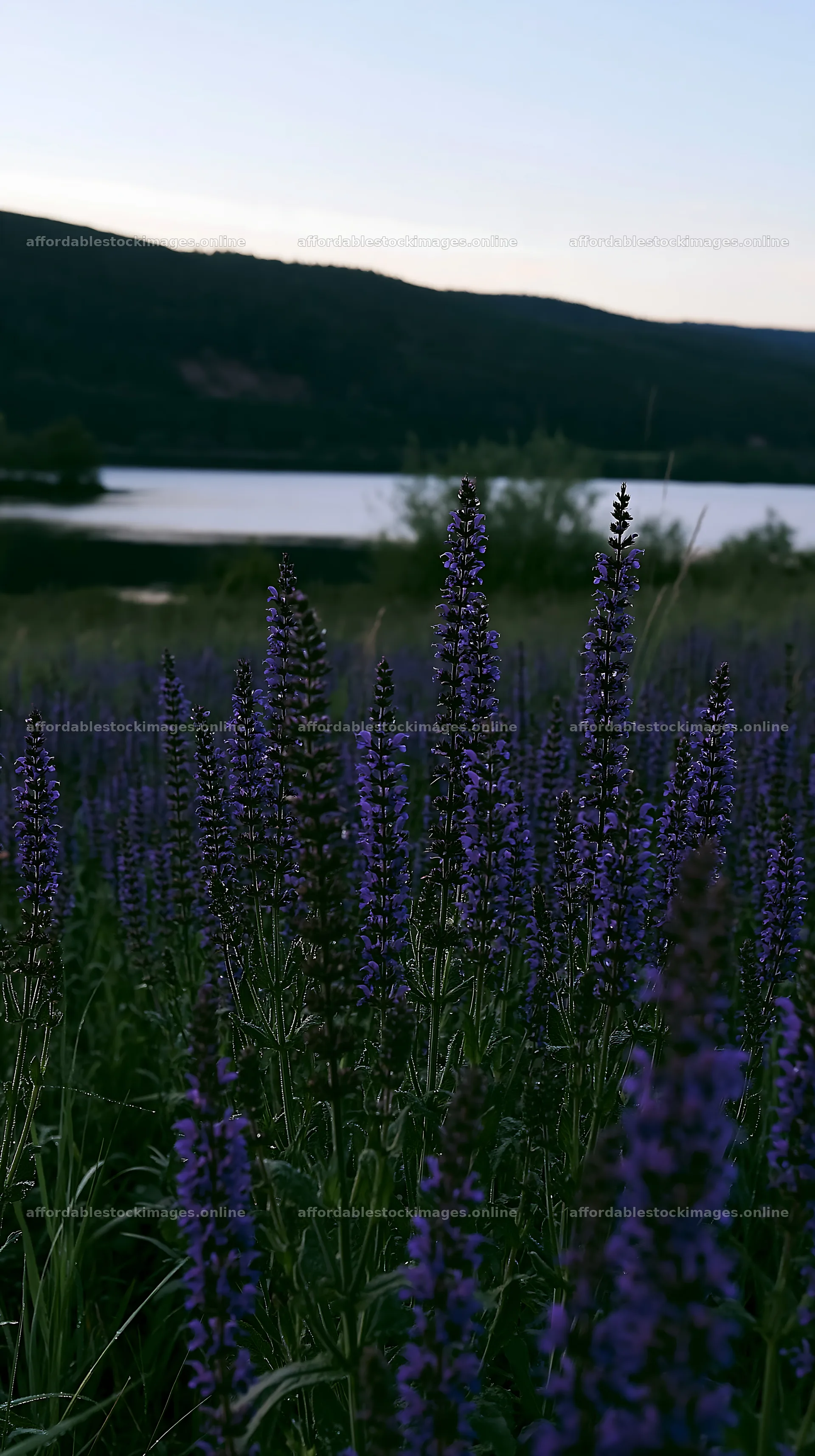 Lakeside meadow with flowers in Germany during evening – stock images 5938x10608