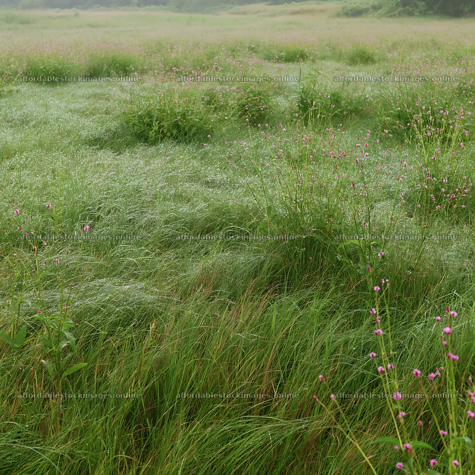 Expansive Hokkaido restoration meadow with dewdrops – stock images 7938x7938