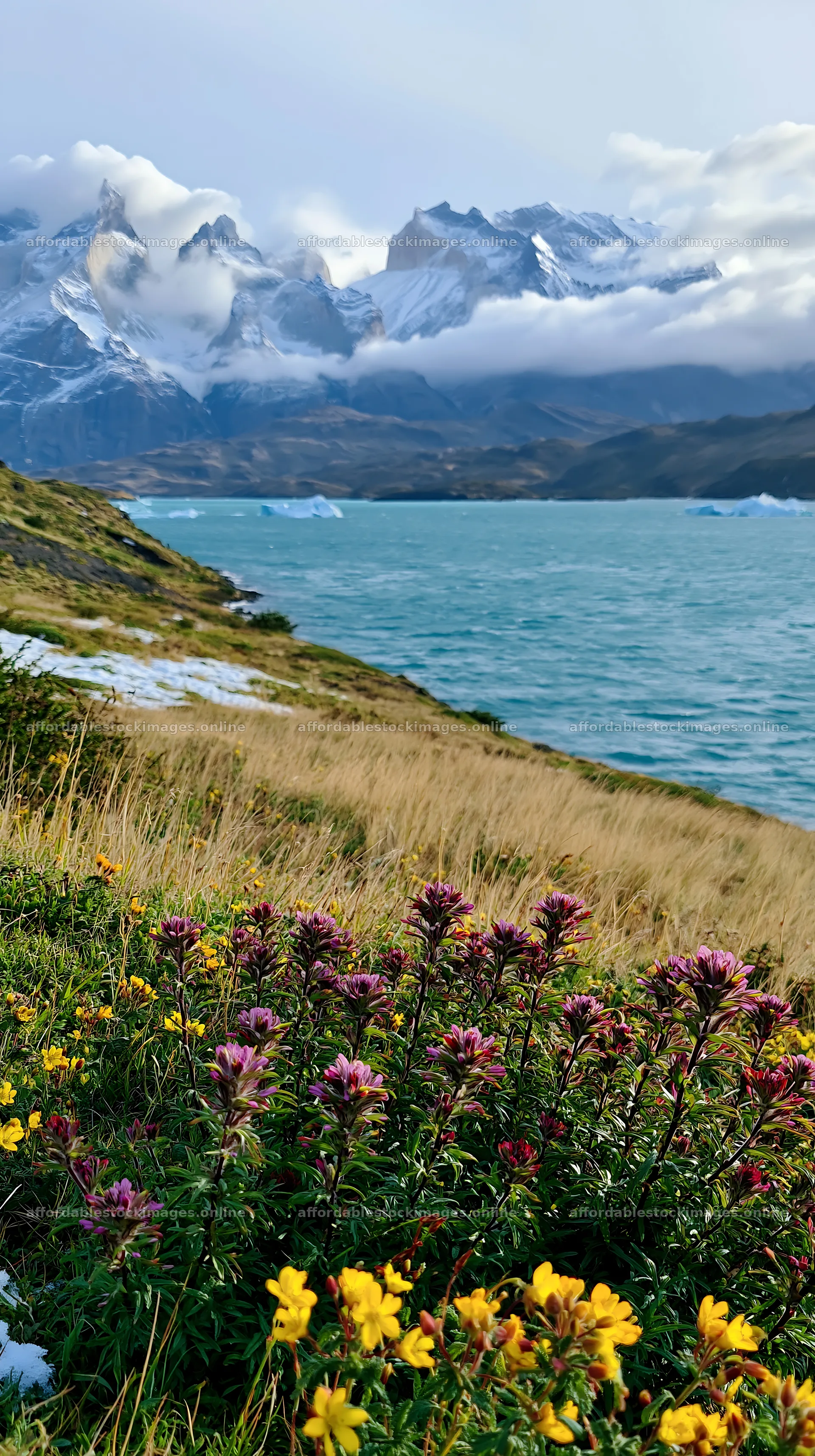 Snowy meadow with flowers at Torres del Paine near the lake – stock images 5938x10608