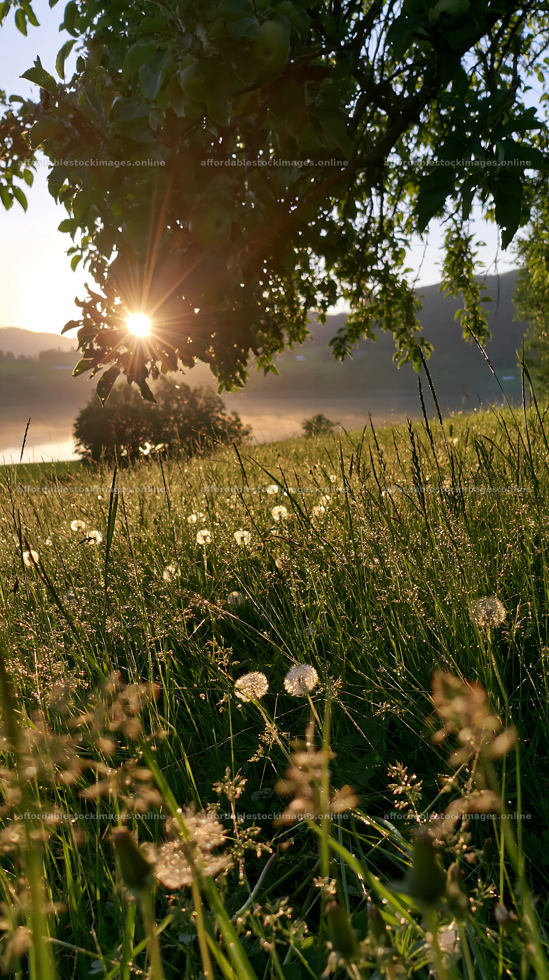 Fjord orchard meadow with sunlight shining through trees – stock images 5938x10608
