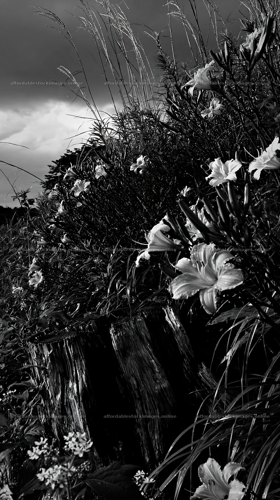 Fukushima native meadow with weathered stump and orange flowers – stock images 5938x10608