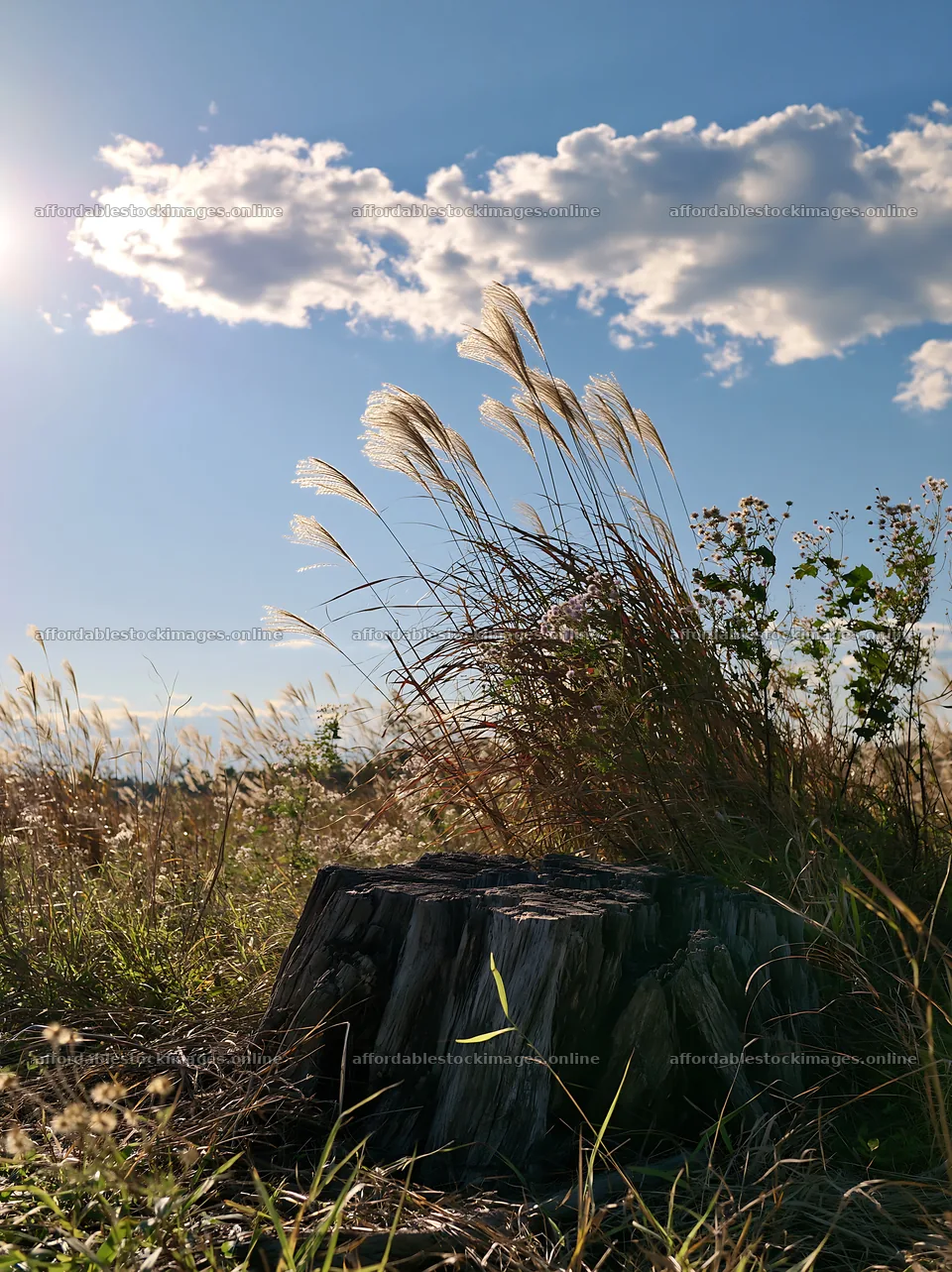 Fukushima native meadow with weathered stump under blue sky – stock images 6866x9174
