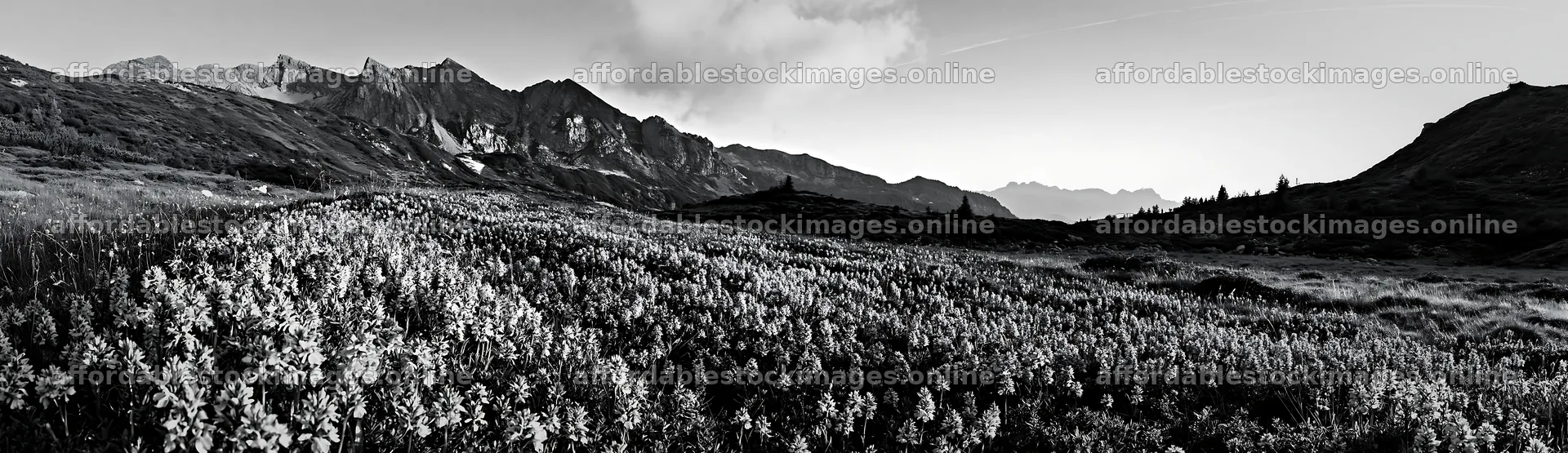 Colorful orchid meadow at sunset with distant mountains – stock images 14762x4268