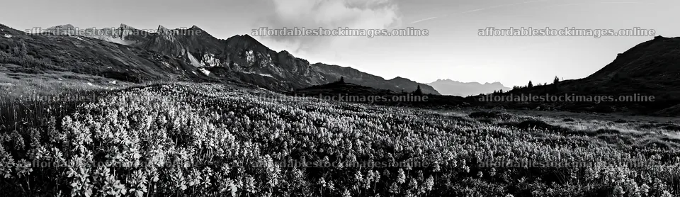 Colorful orchid meadow at sunset with distant mountains – stock images 14762x4268
