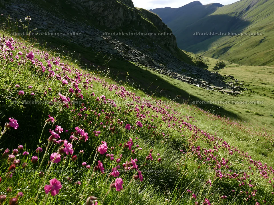 Meadow with campion flowers in the mountains – stock images 9174x6866