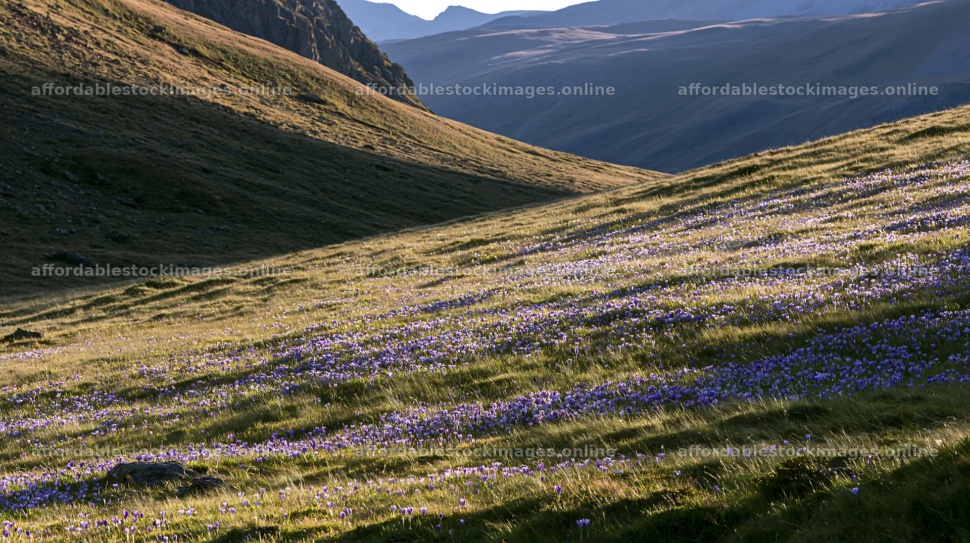 Meadow filled with crocuses in a green valley – stock images 10608x5938
