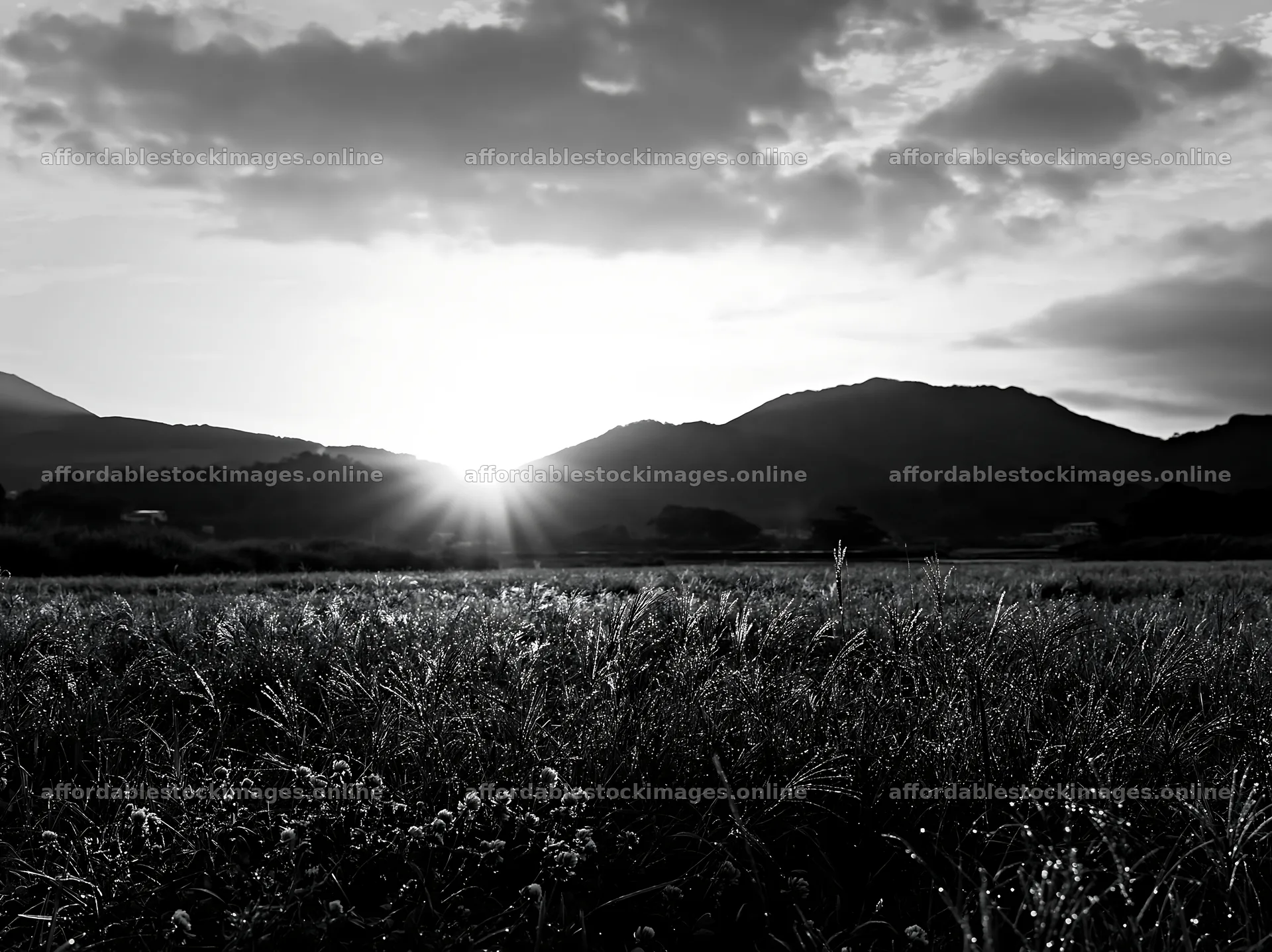 Miyazaki sunrise over meadow with dew covered sedges – stock images 9174x6866