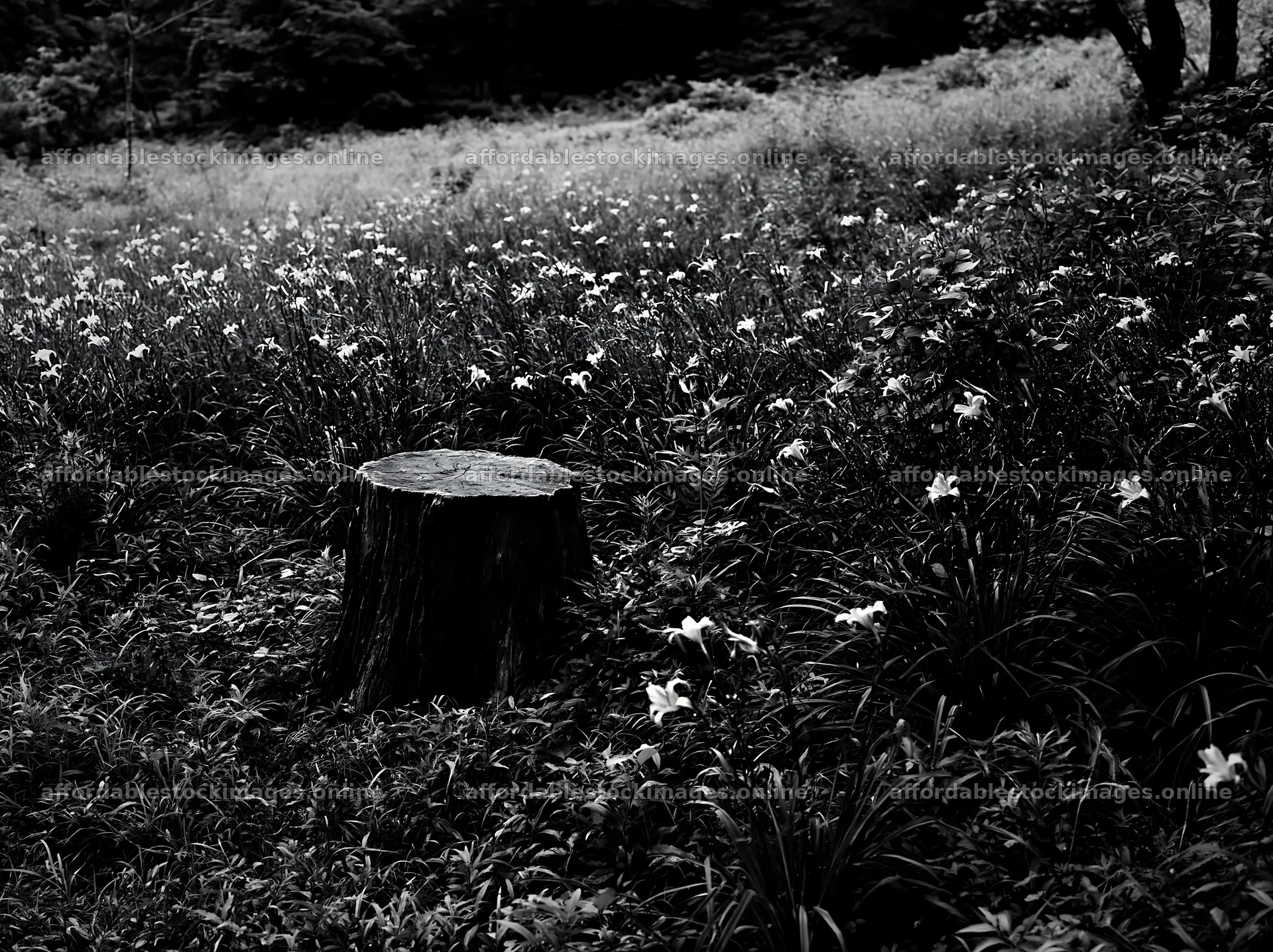 Fukushima native meadow with weathered stump and flowers – stock images 9174x6866