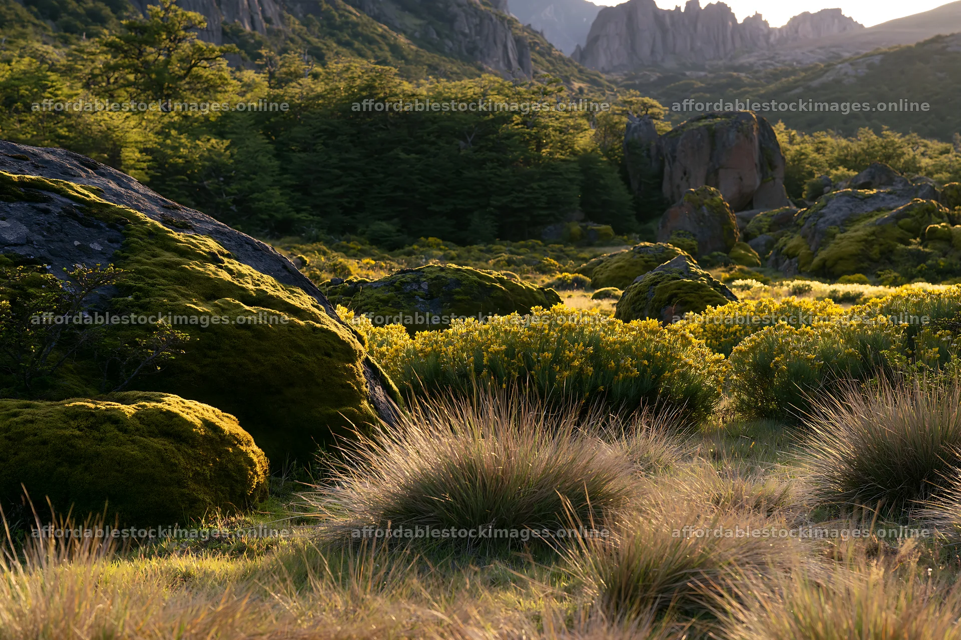 Mossy boulders in a meadow with golden vegetation and rocks – stock images 9722x6480