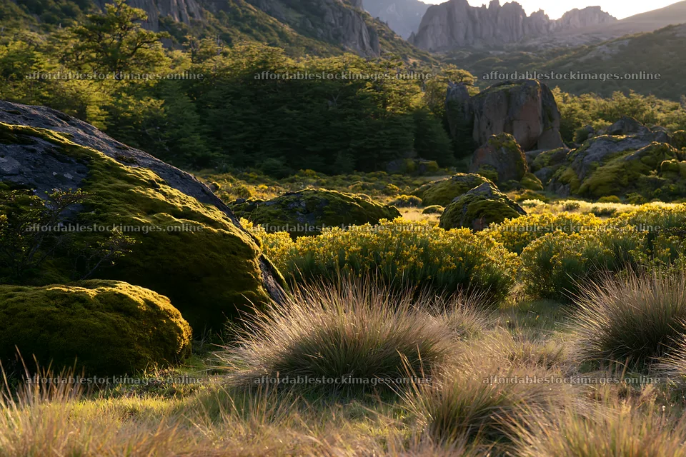 Mossy boulders in a meadow with golden vegetation and rocks – stock images 9722x6480