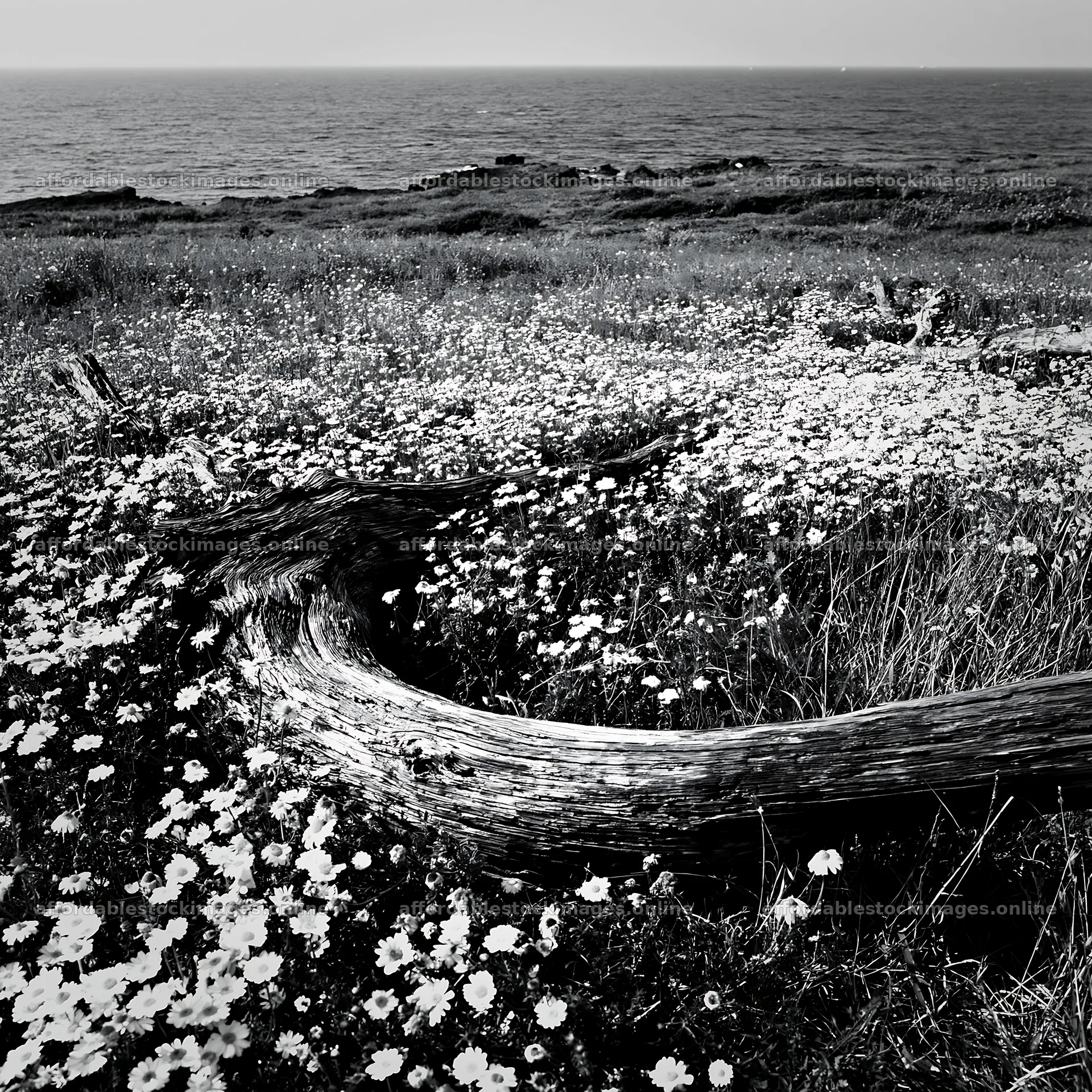 Chiba coastal climate meadow driftwood foreground – stock images 7938x7938