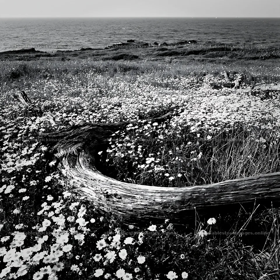 Chiba coastal climate meadow driftwood foreground – stock images 7938x7938