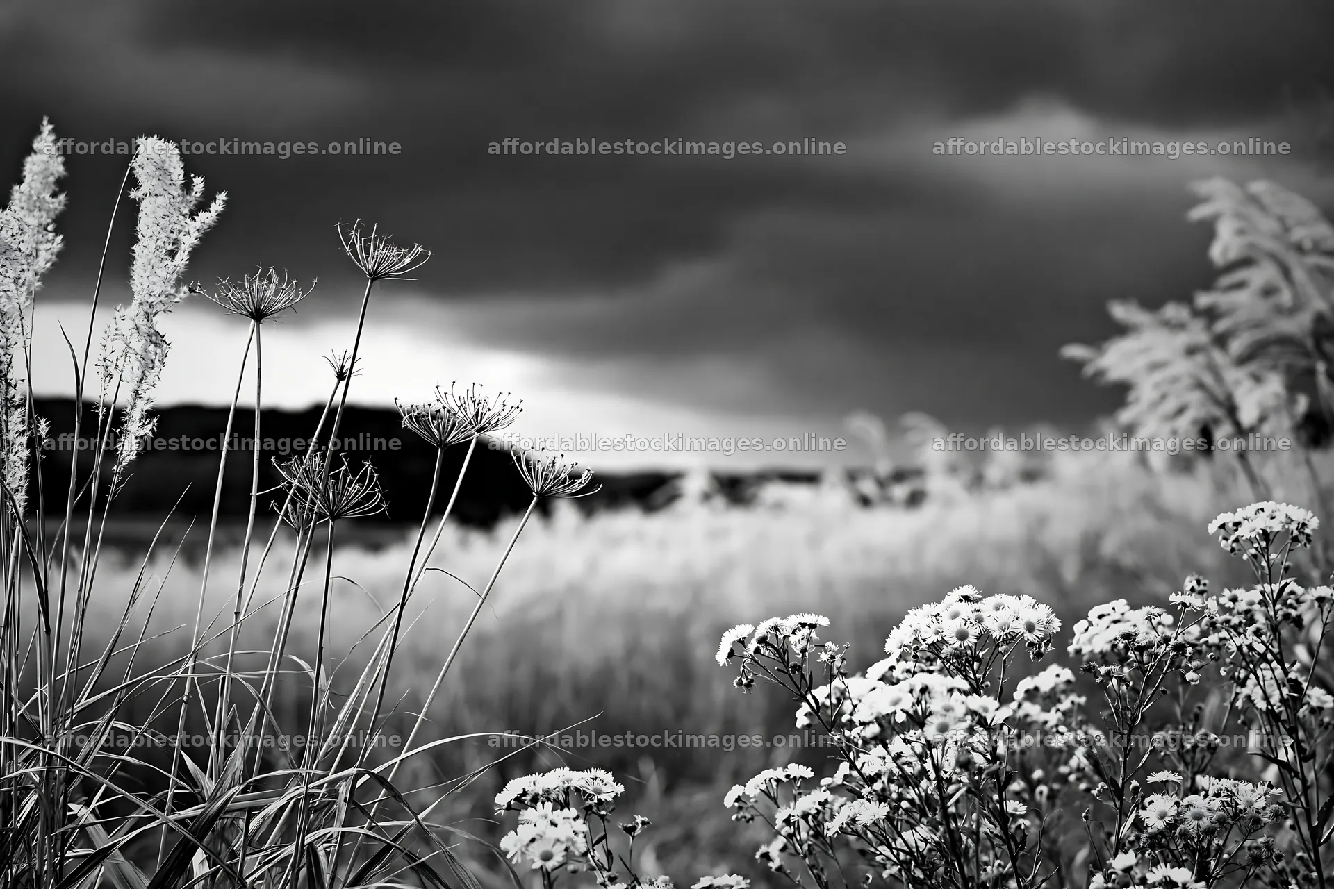 Okayama golden meadow with seedhead foreground and wildflowers – stock images 9722x6480