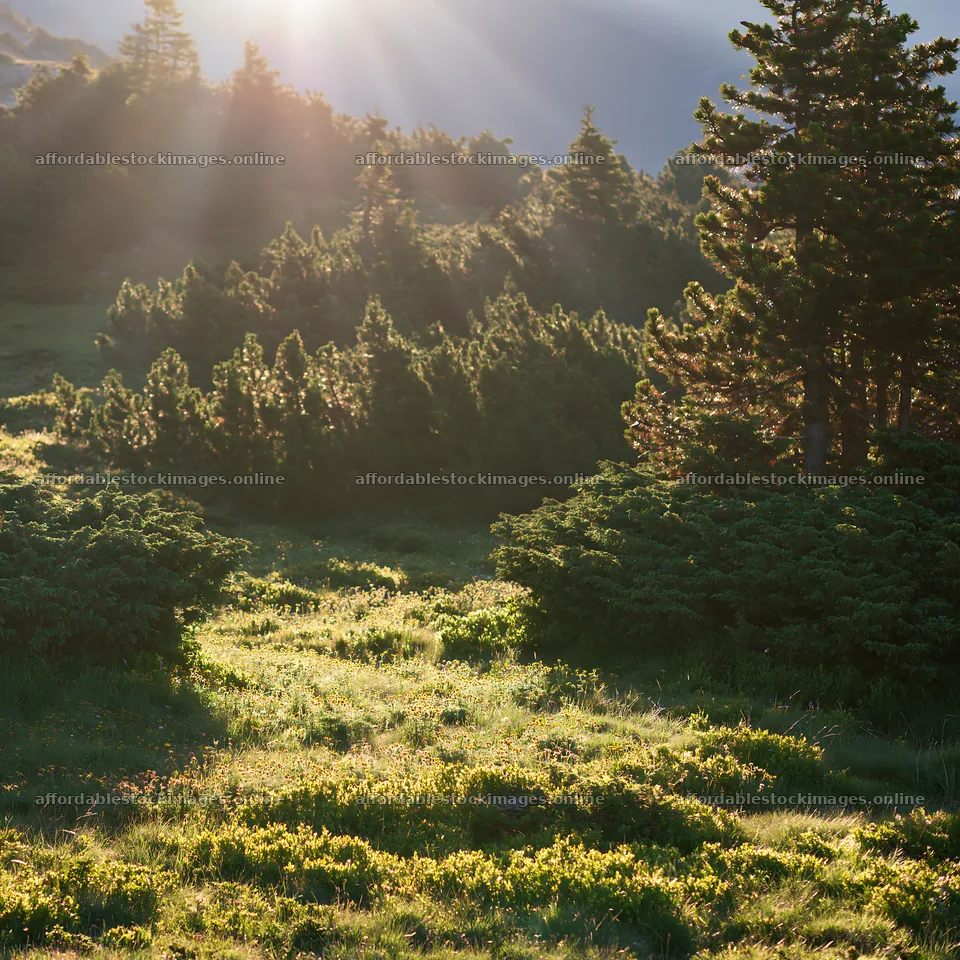 Light rays over meadow in Bucegi Mountains – stock images 7938x7938