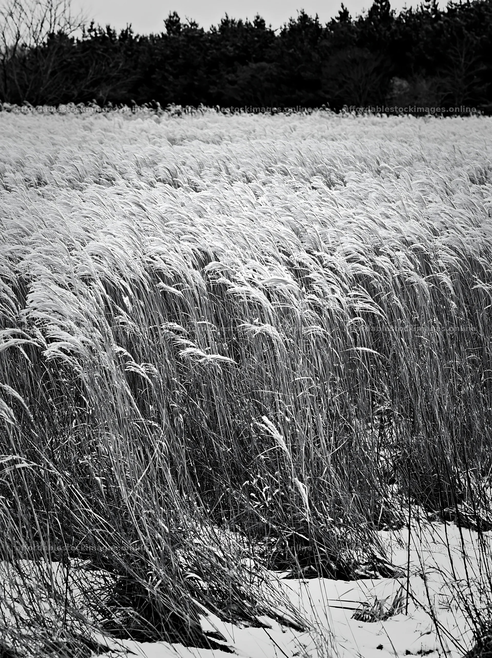Climate-resilient Hokkaido silver grass meadow seedheads in – stock images 6866x9174