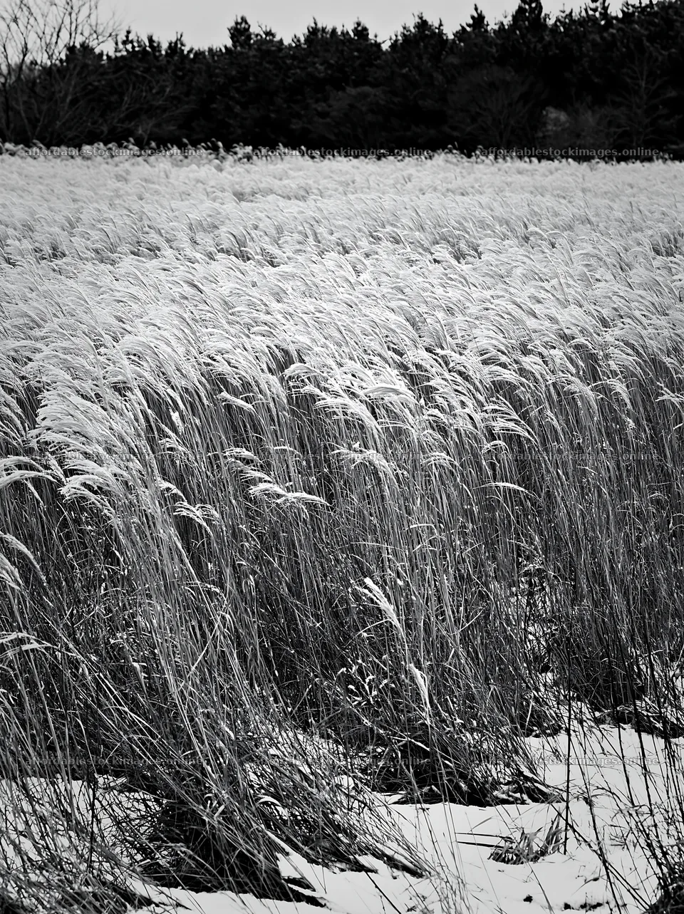 Climate-resilient Hokkaido silver grass meadow seedheads in – stock images 6866x9174