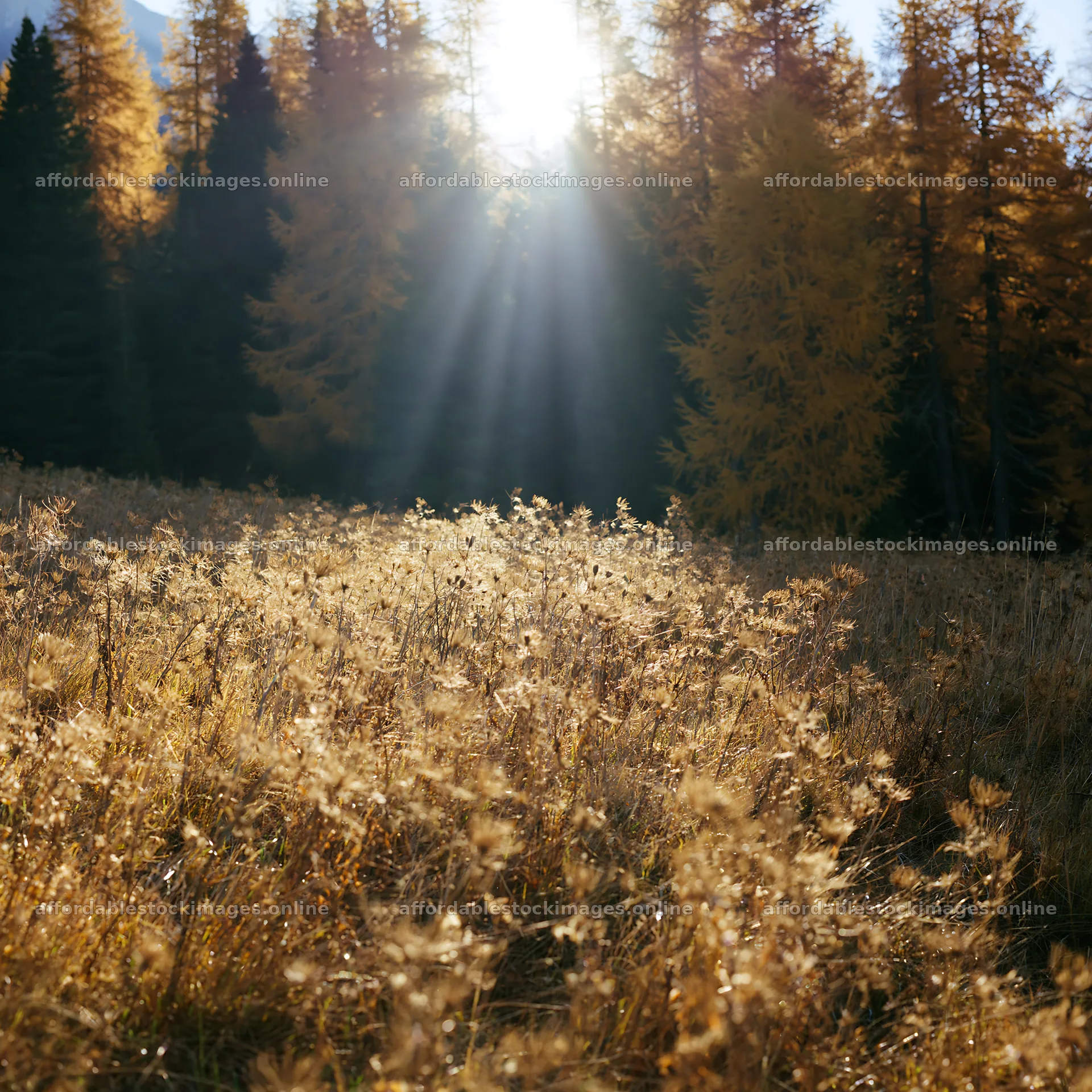 Sunbeams over Alpe di Siusi meadow during autumn – stock images 7938x7938