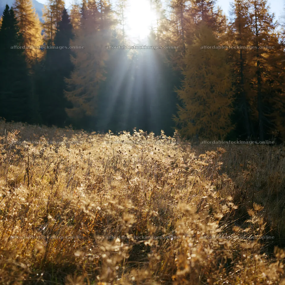 Sunbeams over Alpe di Siusi meadow during autumn – stock images 7938x7938