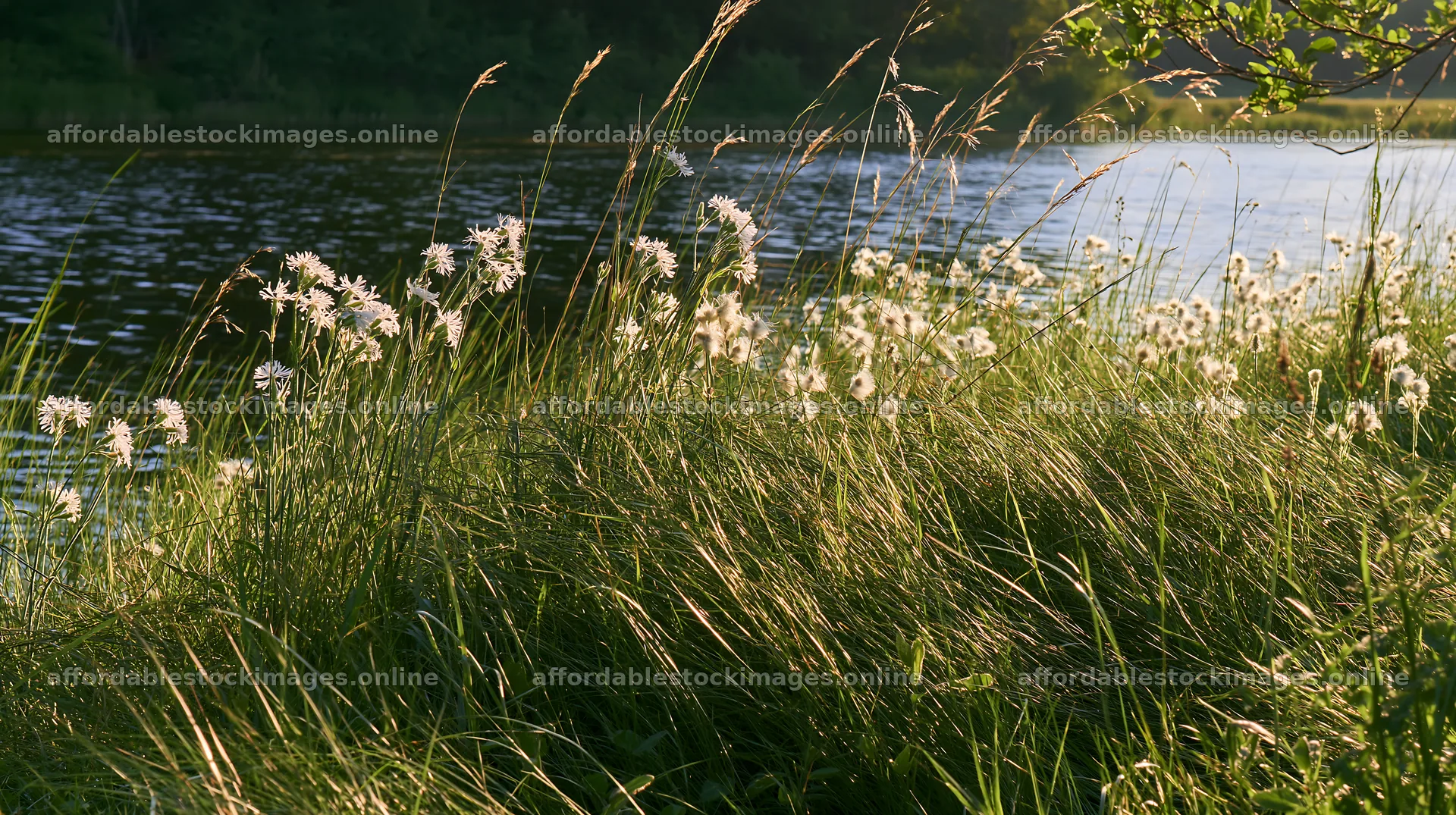 Sunlit lakeside meadow with wildflowers and tall grass – stock images 10608x5938