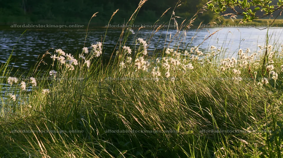 Sunlit lakeside meadow with wildflowers and tall grass – stock images 10608x5938