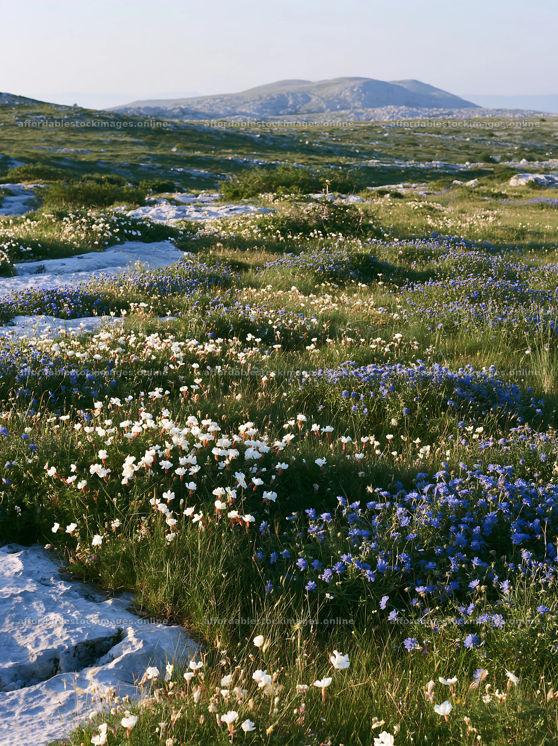 Sunny flowering limestone meadow with blue and white flowers – stock images 6866x9174