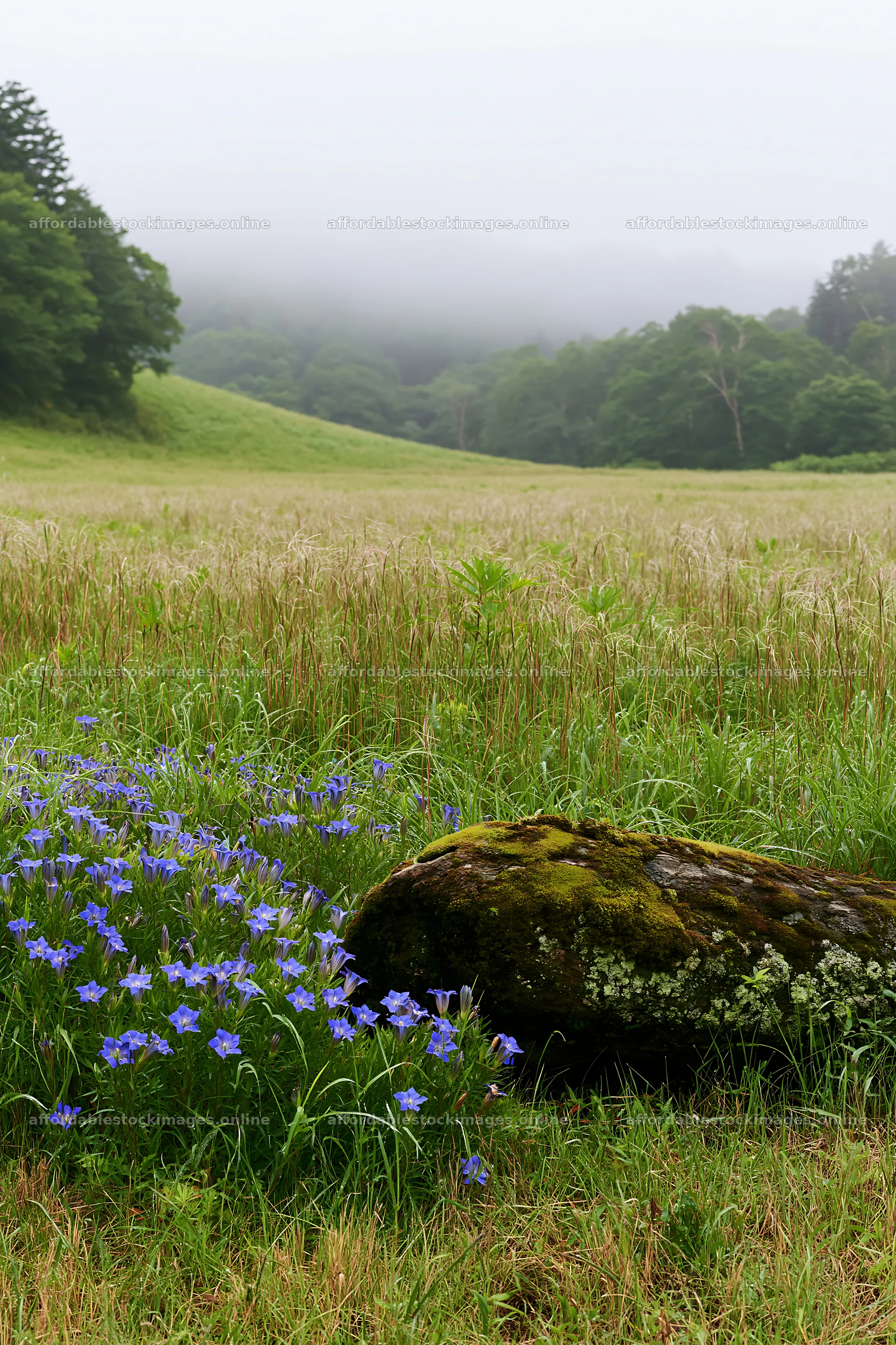 Gifu low carbon meadow mossy log beside flowers in a field – stock images 6480x9722