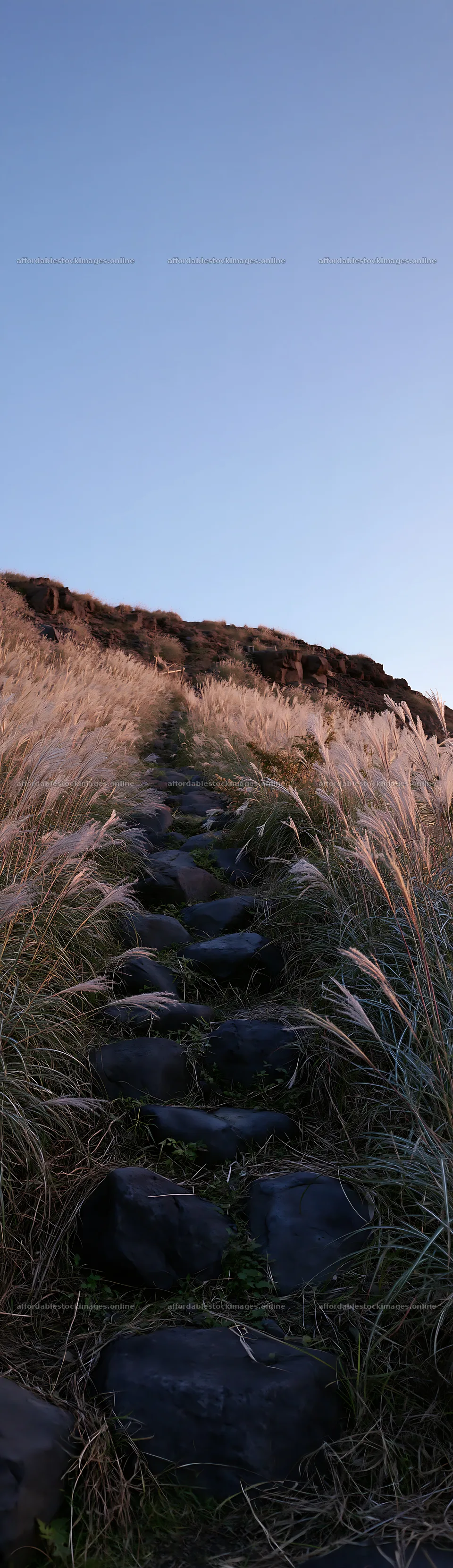 Rewilded Akita silver grass meadow with stone pathway – stock images 4268x14762