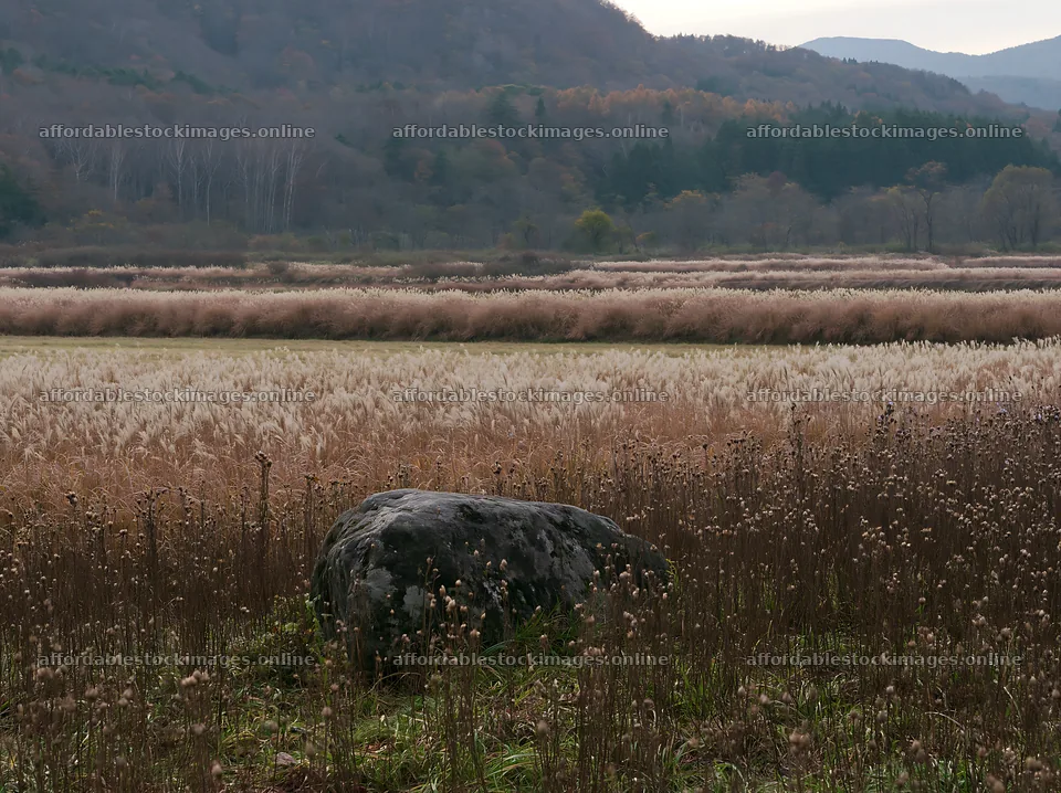 Aomori climate resilient meadow with boulder – stock images 9174x6866