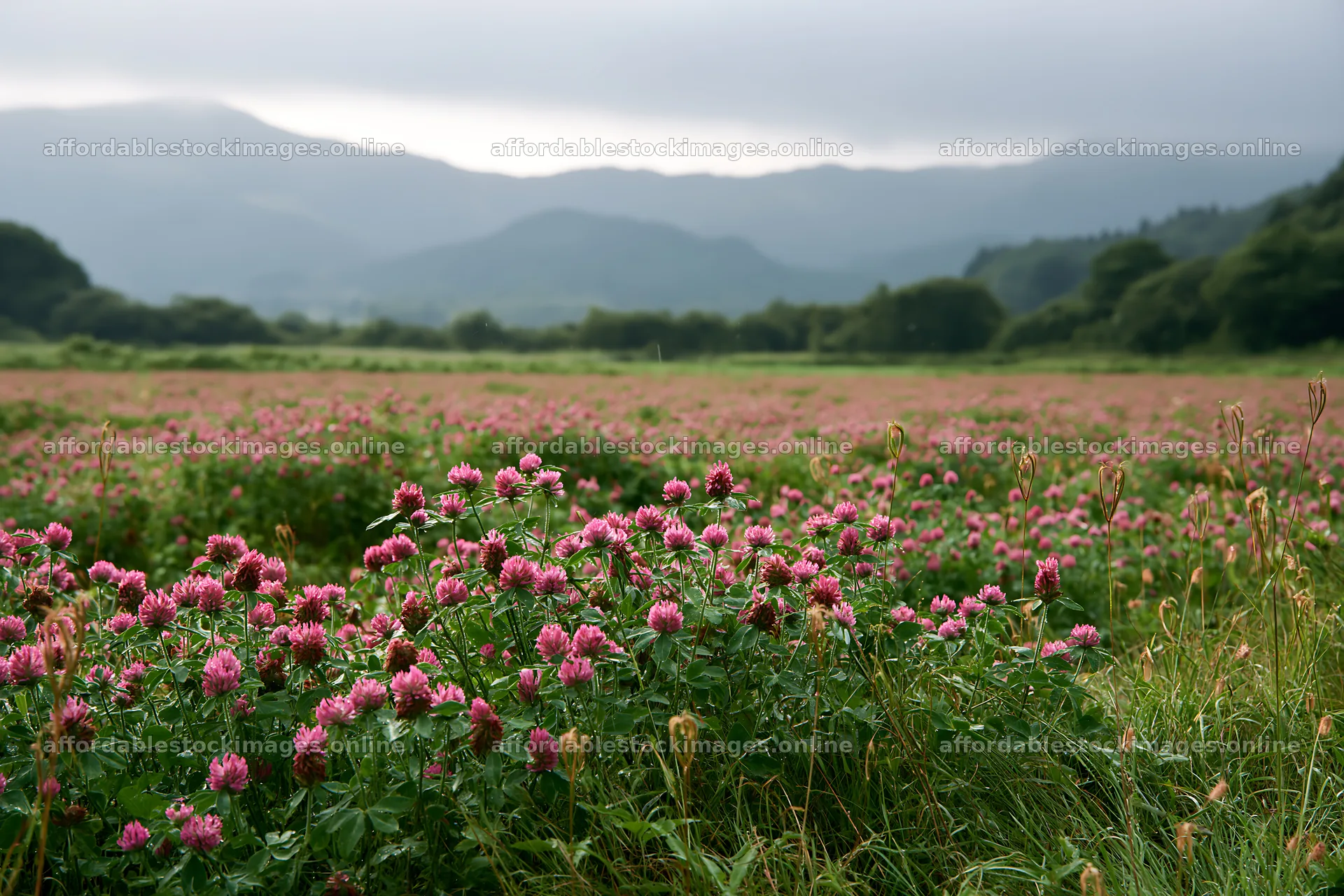 Iwate rain refreshed meadow seedhead foreground filled with – stock images 9722x6480