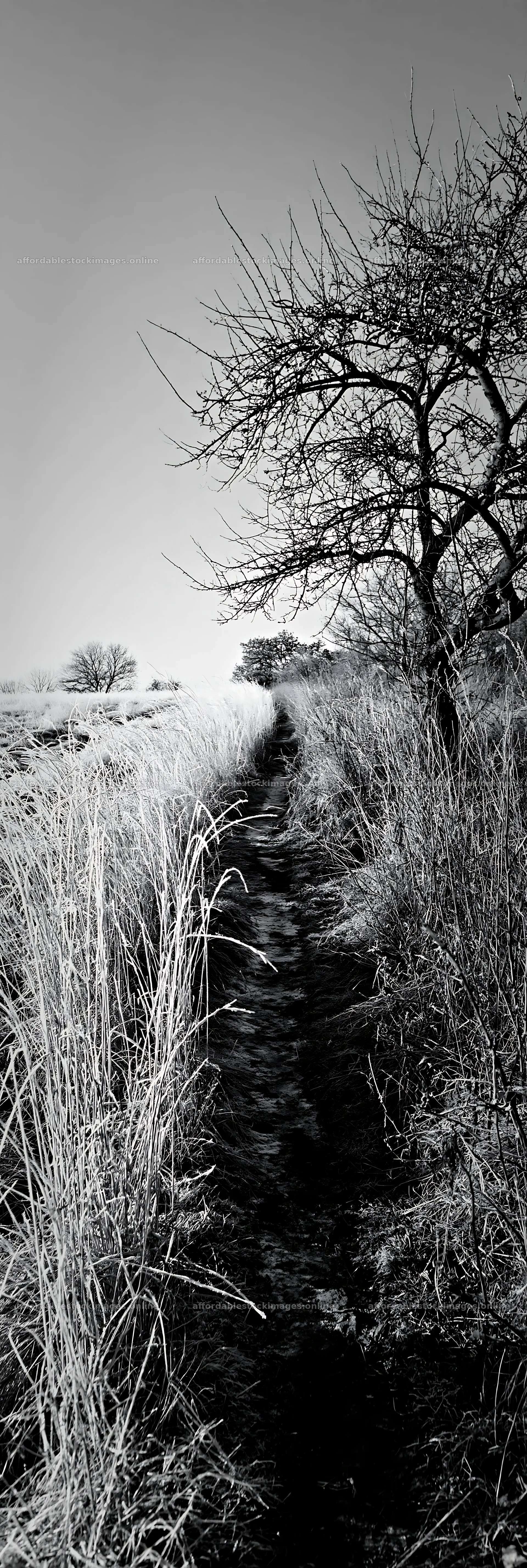 Frosty meadow path under clear sky with bare trees – stock images 4602x13690