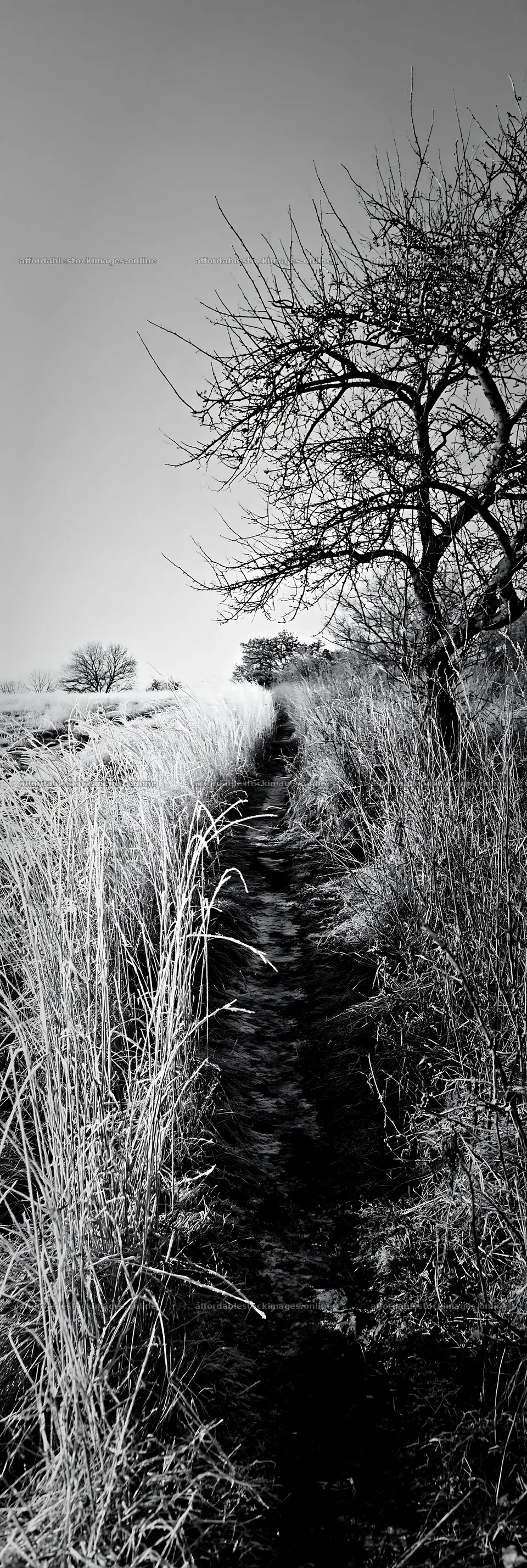 Frosty meadow path under clear sky with bare trees – stock images 4602x13690