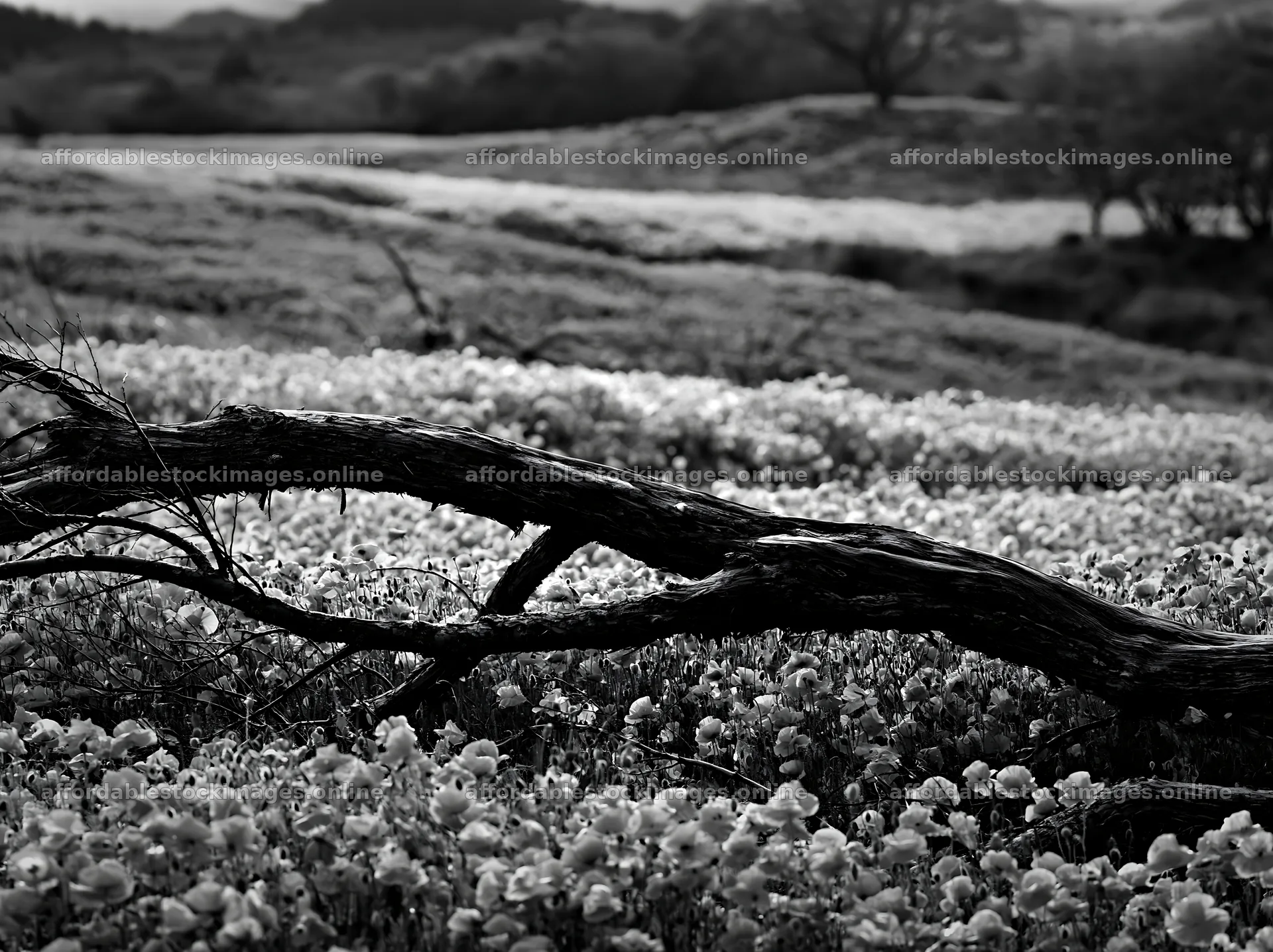Yamagata rewilded meadow fallen branch in a vibrant field – stock images 9174x6866