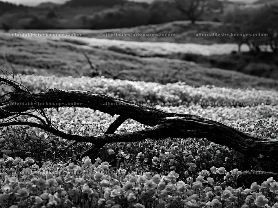 Yamagata rewilded meadow fallen branch in a vibrant field – stock images 9174x6866