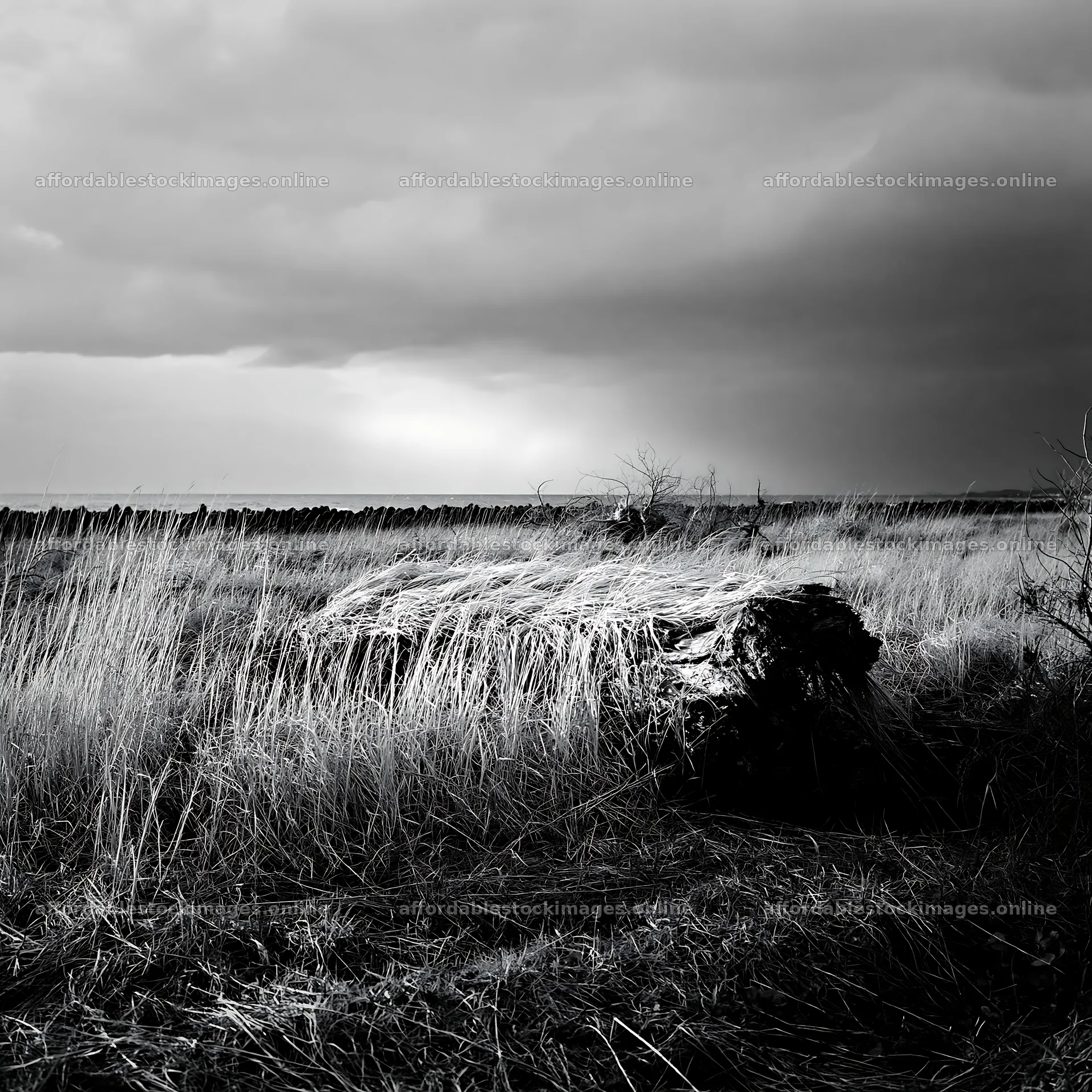 Ishikawa coastal meadow storm washed driftwood on grassland – stock images 7938x7938