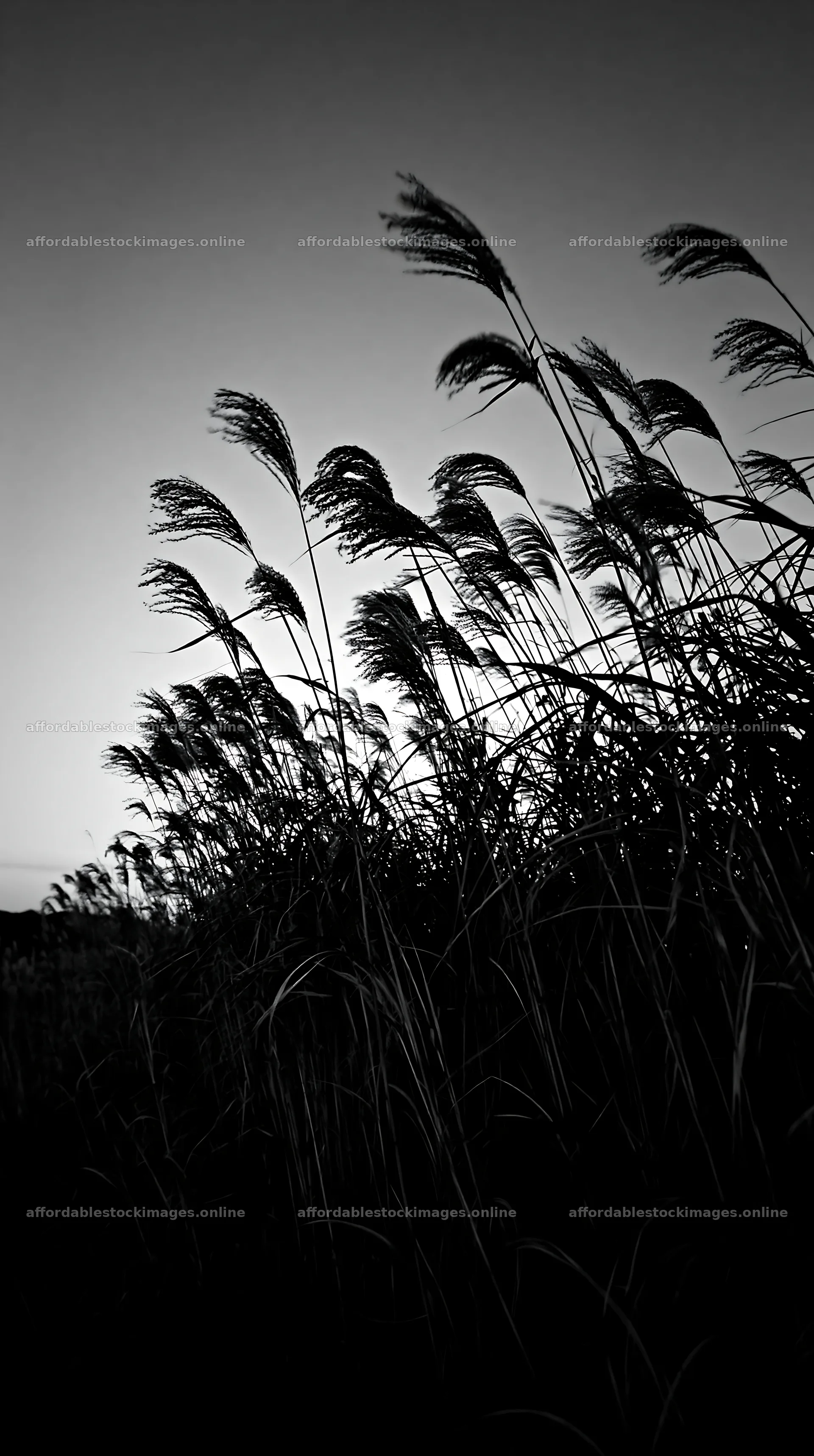 Ehime twilight meadow with dry seedheads – stock images 5938x10608