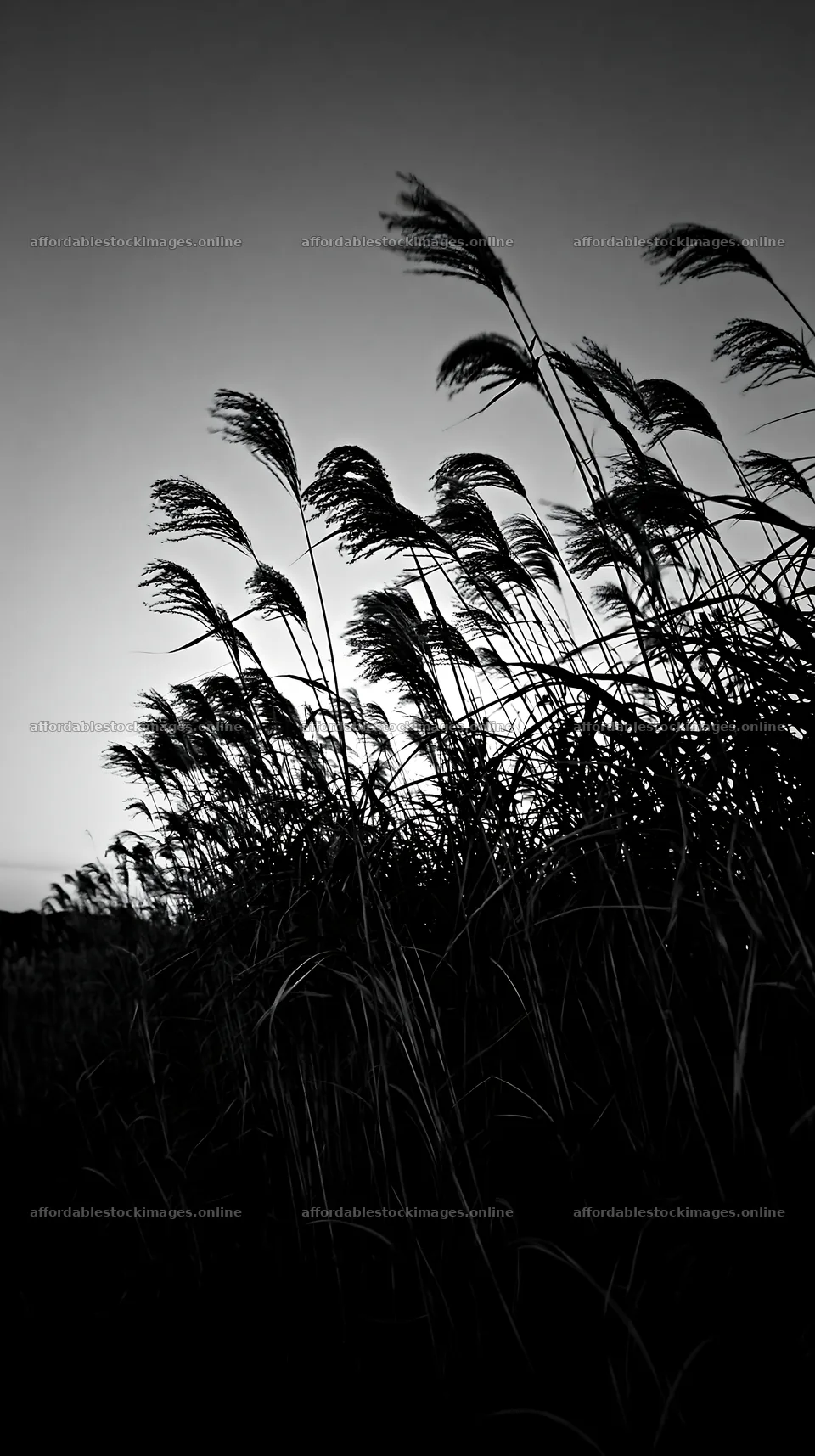 Ehime twilight meadow with dry seedheads – stock images 5938x10608