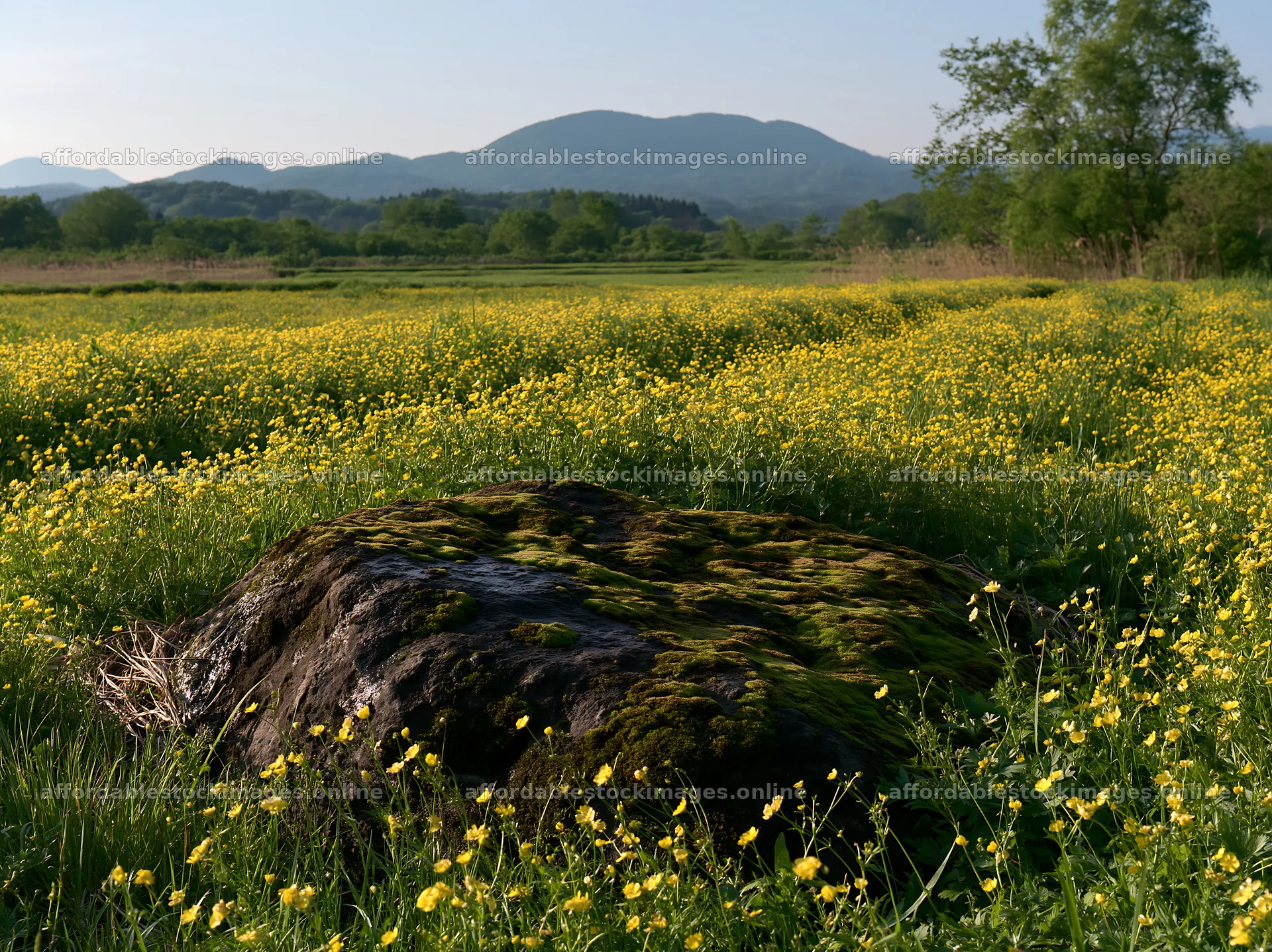 Miyagi spring recovery meadow with mossy stone and flowers – stock images 9174x6866