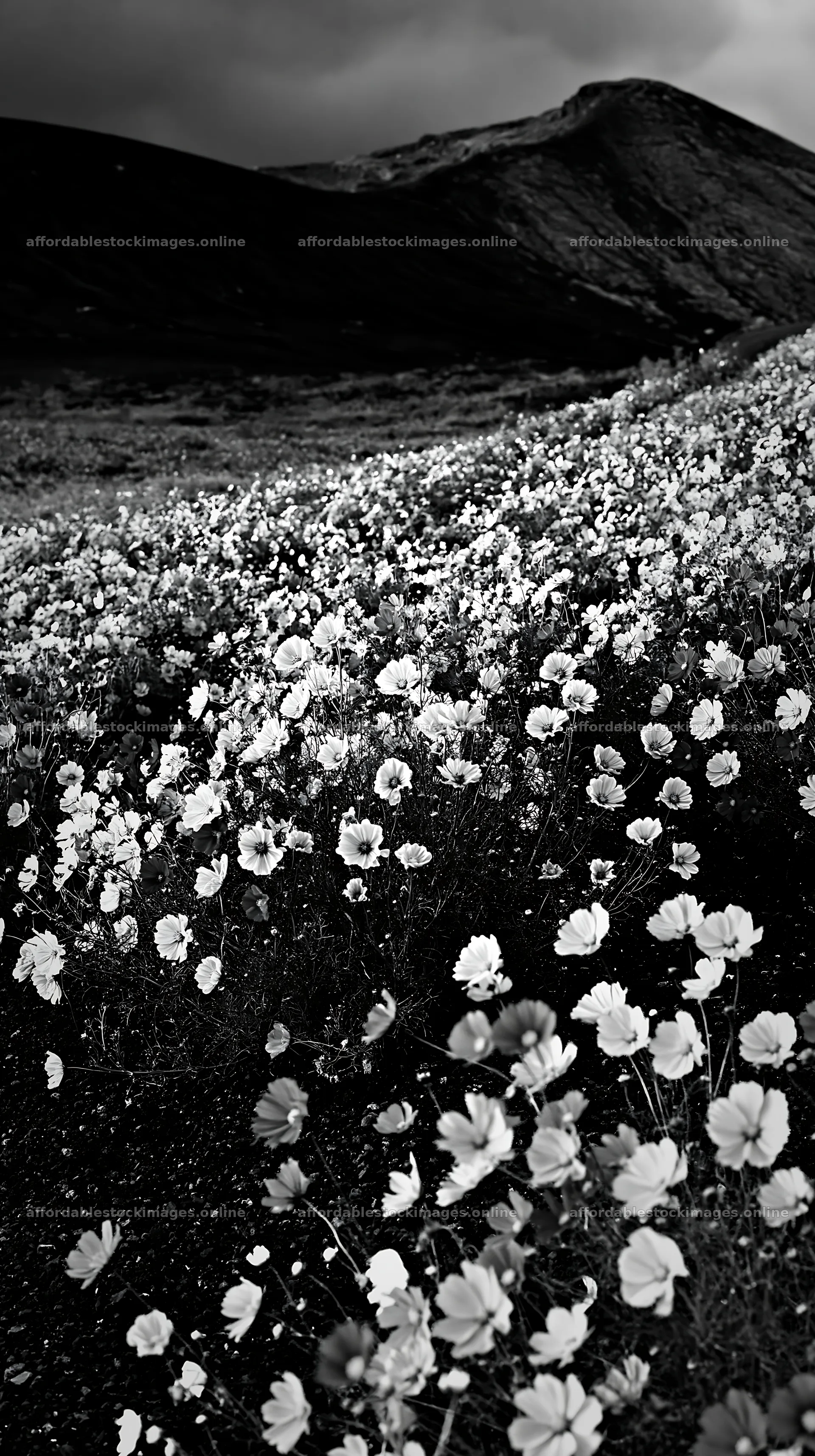 Colorful cosmos meadow with flowers under a dark sky – stock images 5938x10608