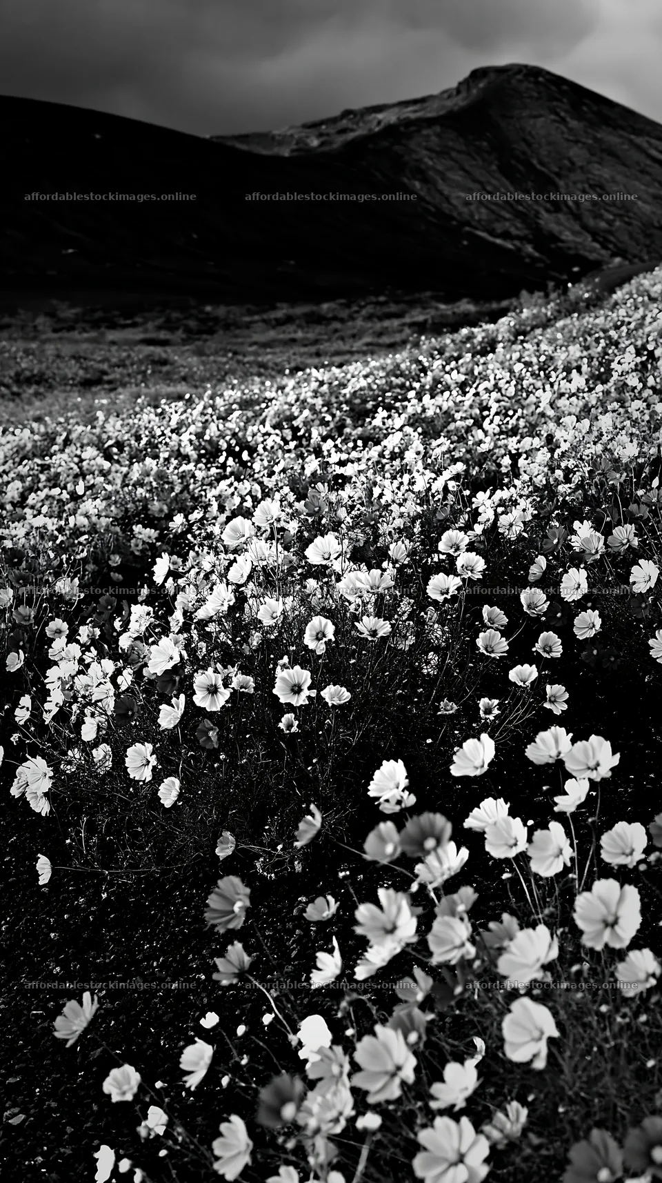 Colorful cosmos meadow with flowers under a dark sky – stock images 5938x10608