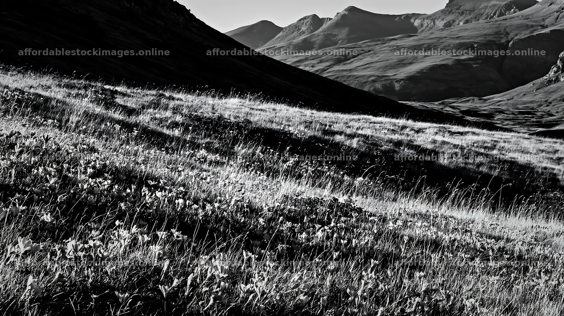 Meadow with crocuses and mountains in black and white – stock images 10608x5938