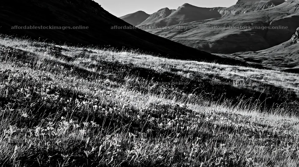 Meadow with crocuses and mountains in black and white – stock images 10608x5938