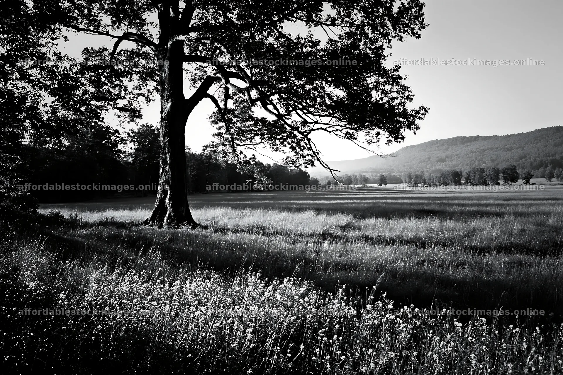Silver dew meadow with a large tree and grassy field – stock images 9722x6480